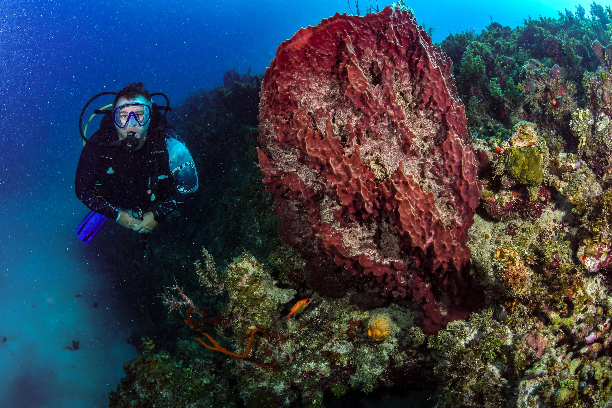 Scuba diver beside a massive barrel sponge on a vibrant reef in Jamaica.