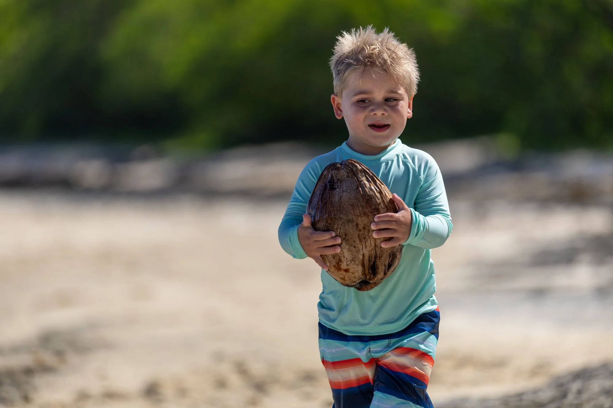 A young child carries a large coconut across a sandy beach in Fiji.