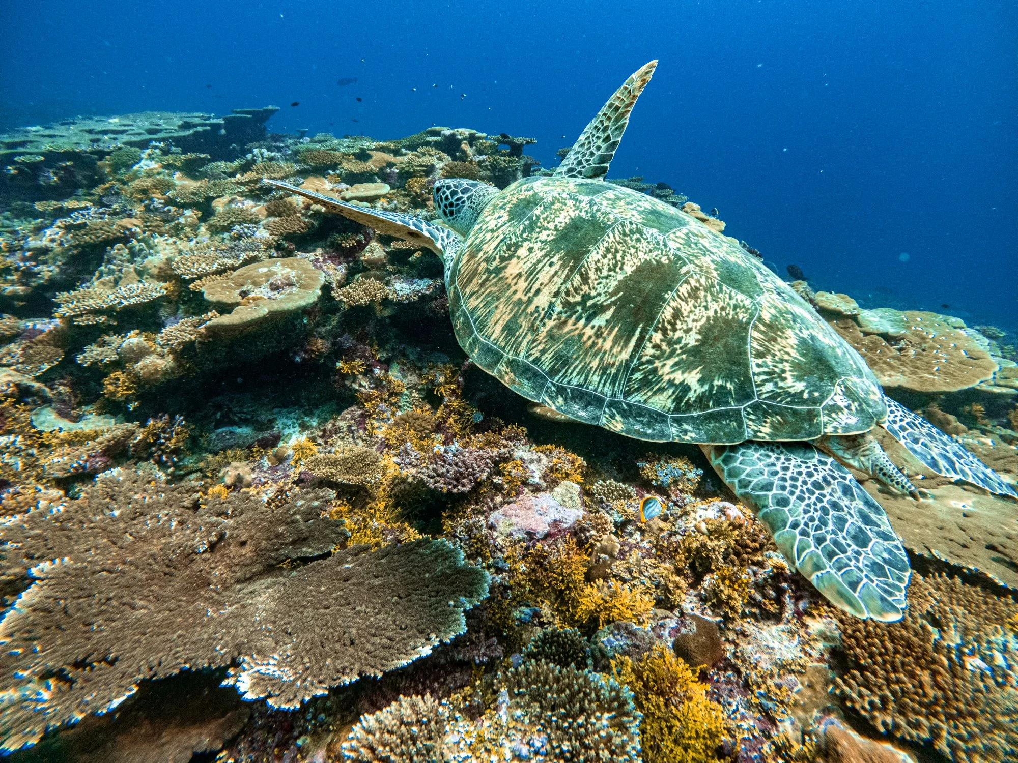 Green sea turtle resting on a colorful coral reef in the Maldives.