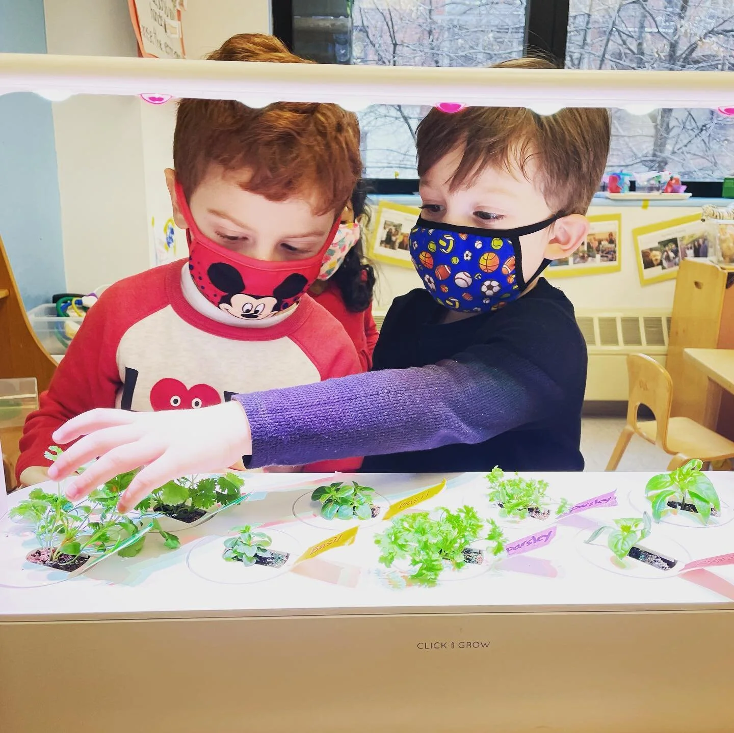 Our 3&rsquo;s started planting for TuBishvat but have continued to investigate through their curriculum exploration. Despite the cold weather outdoors they have been able to watch their classroom garden grow, from the roots upward! It was a delight t