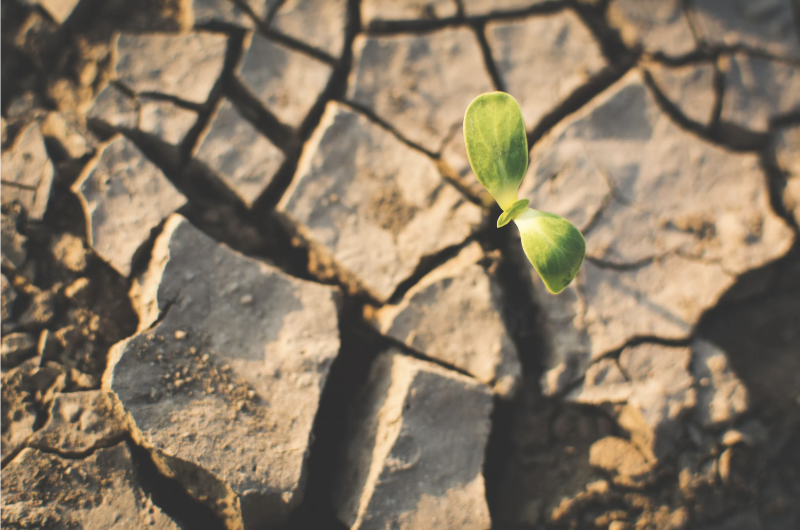 Leading Through Change: What To Say (and Do) When You Don’t Have All the Answers