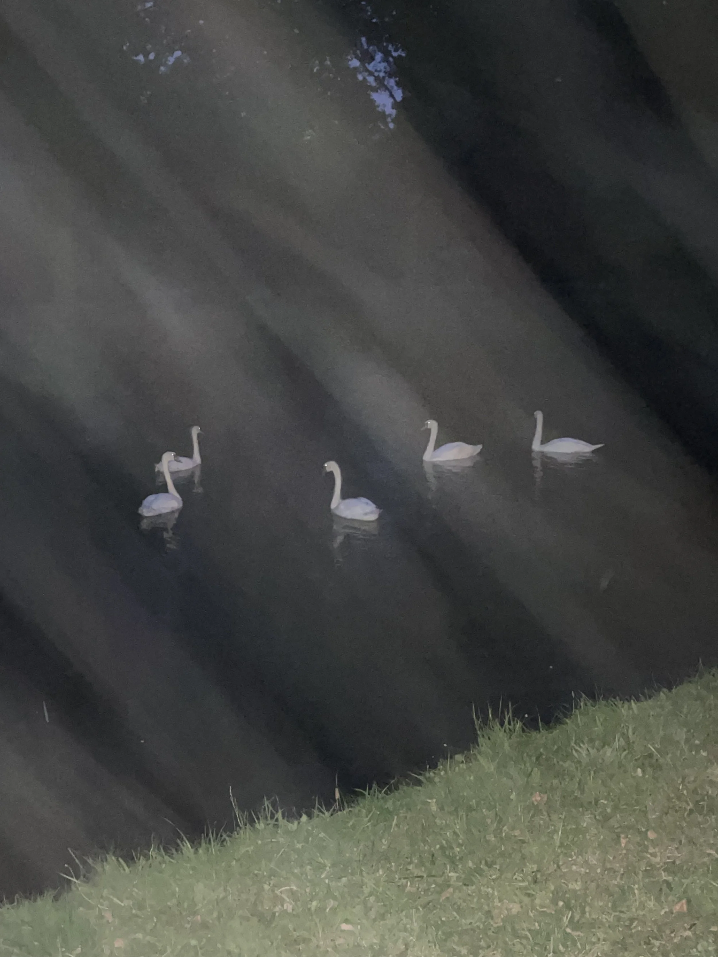 IMG_4949 - Rebecca Adam(1).jpeg