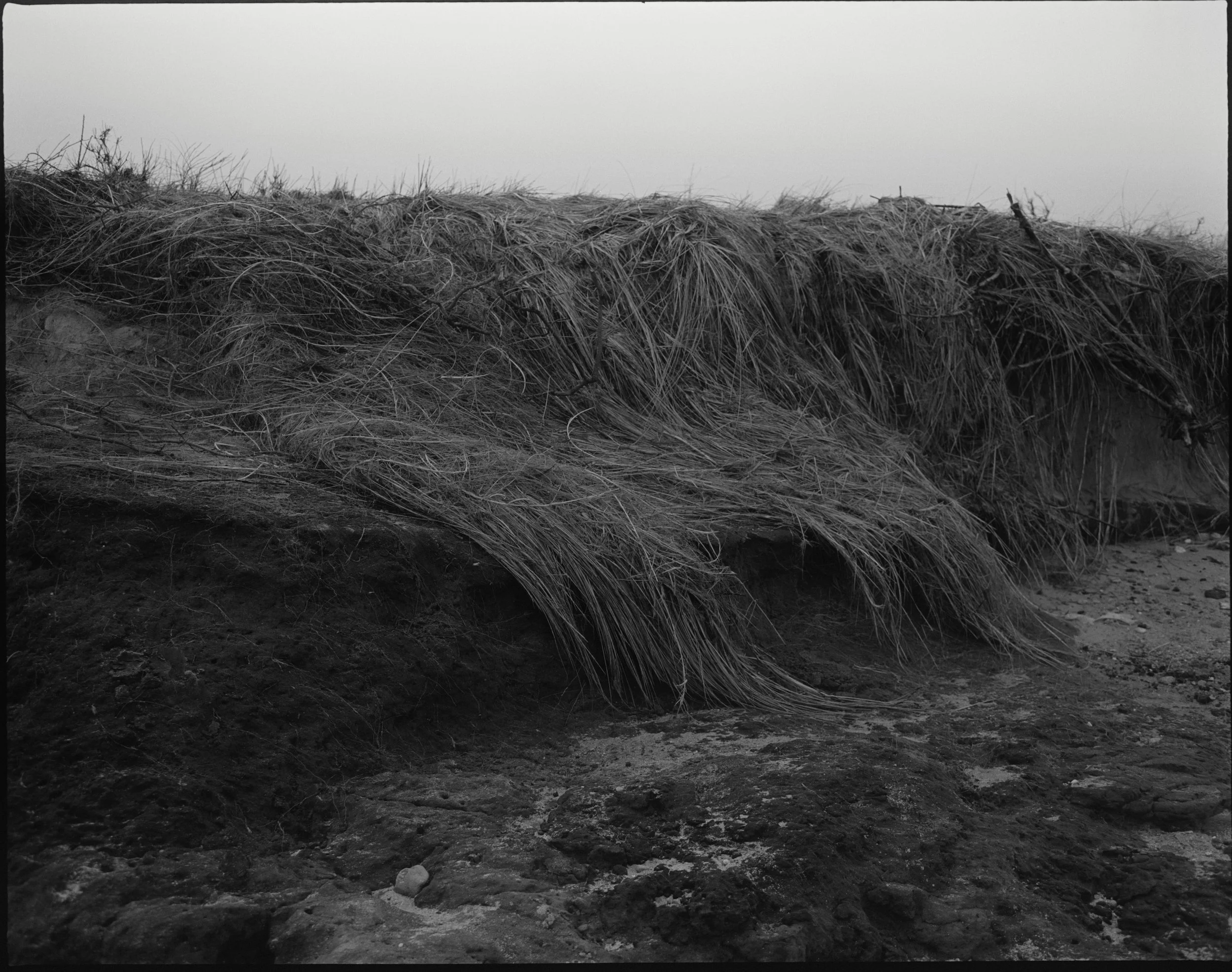 Martha's Vieyard Beach Grass.JPEG