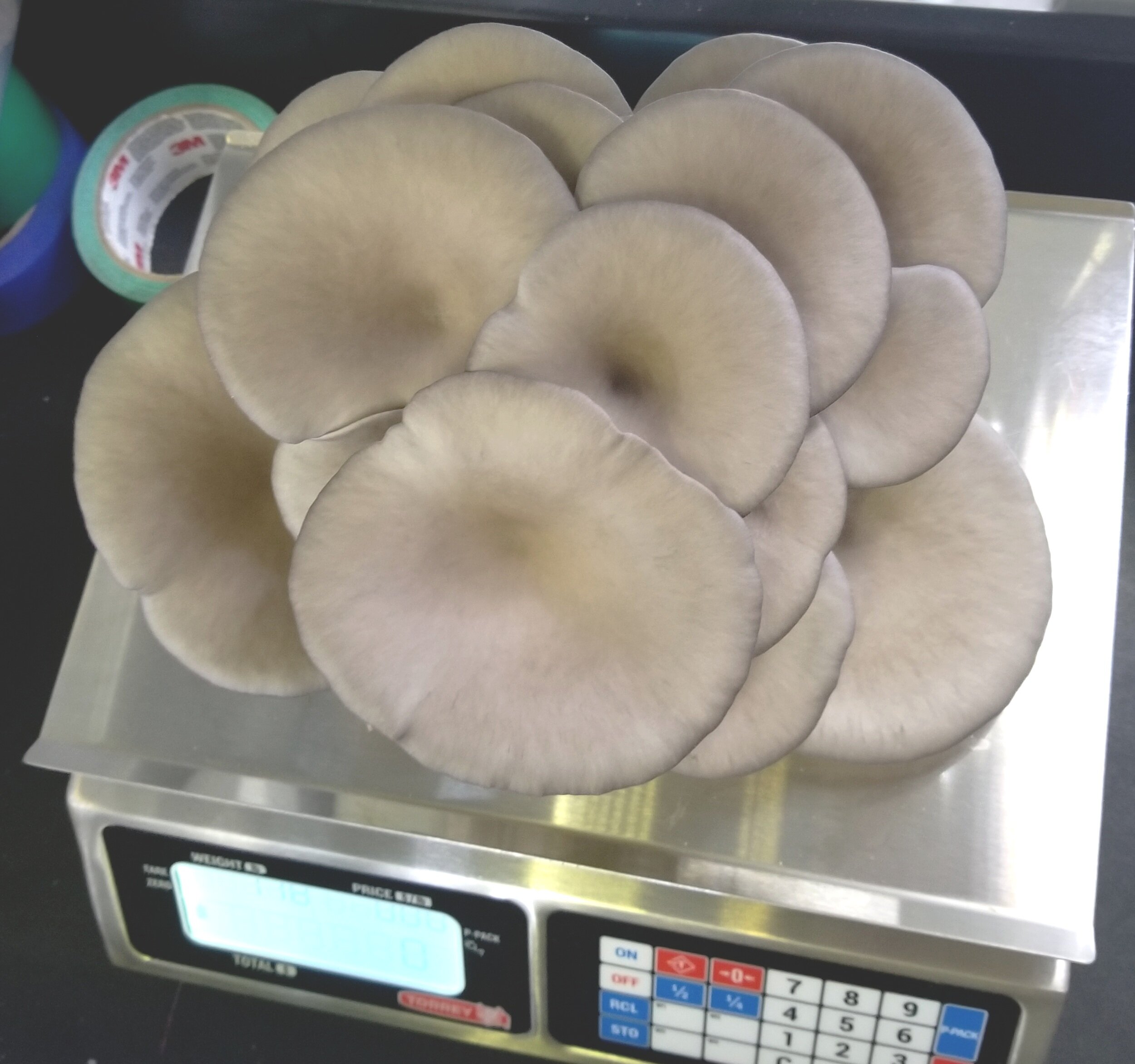 BlueOyster2.jpg