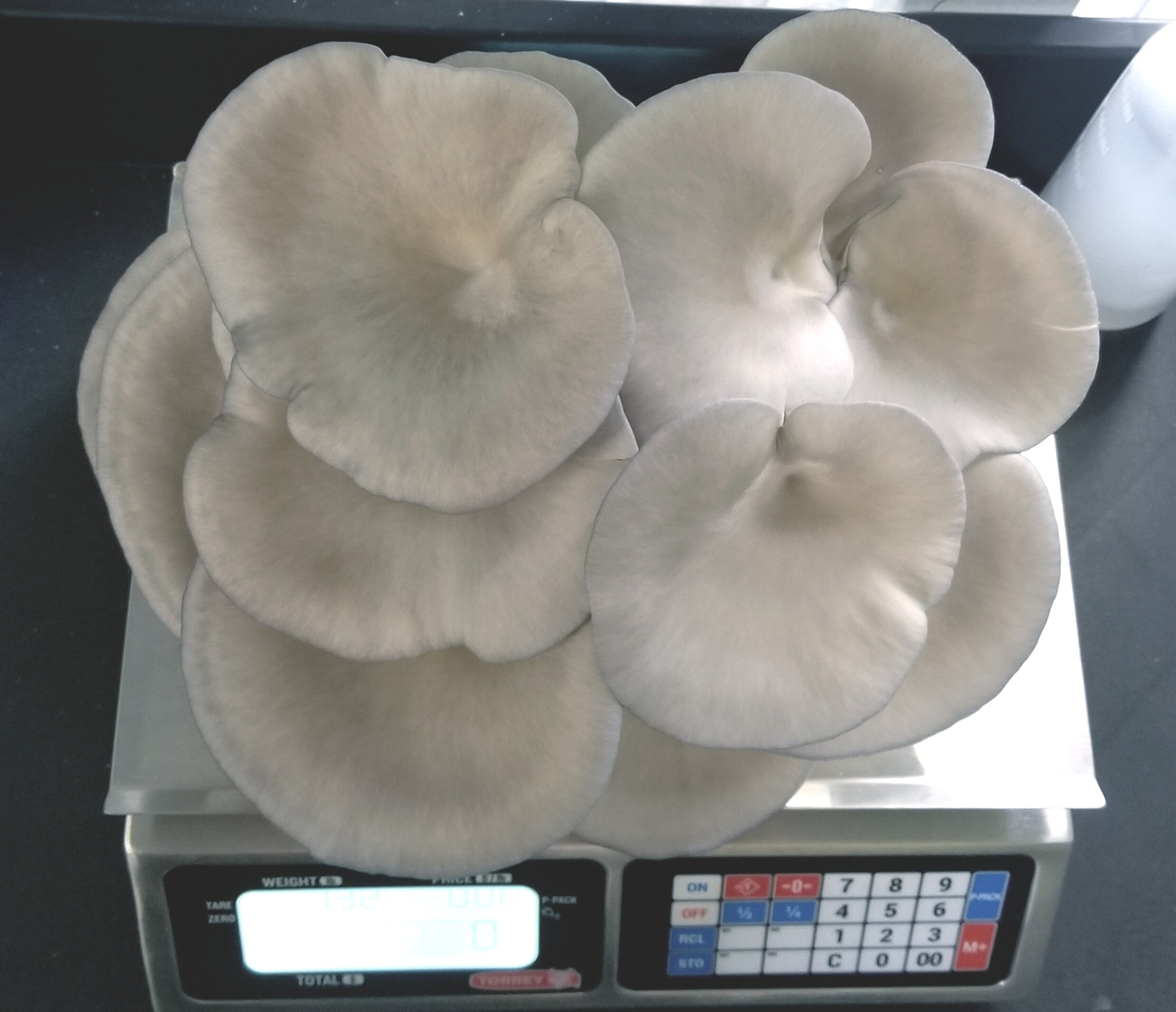 BlueOyster3.jpg