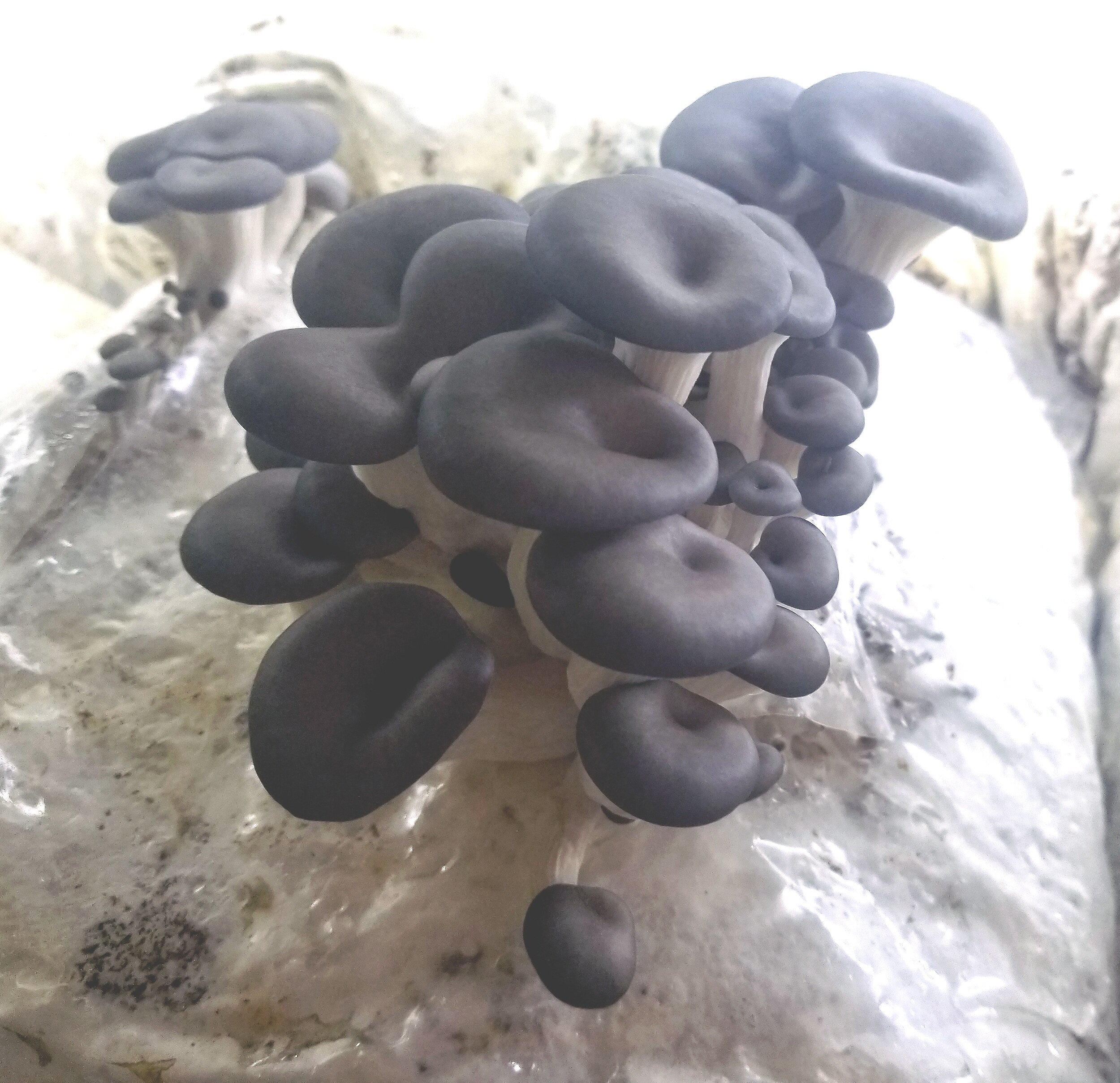 BlueOyster6.jpg