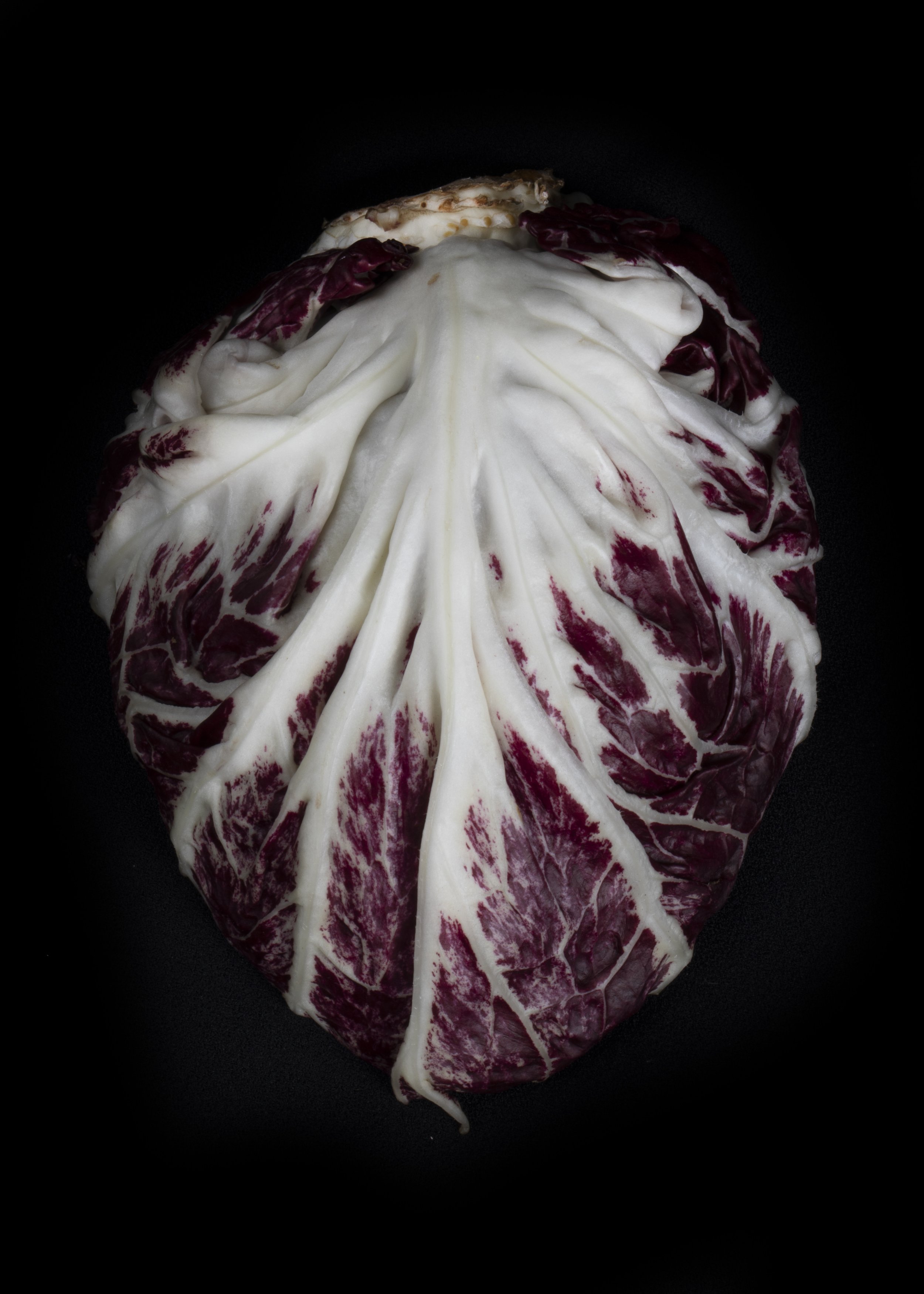 Radicchio.jpg