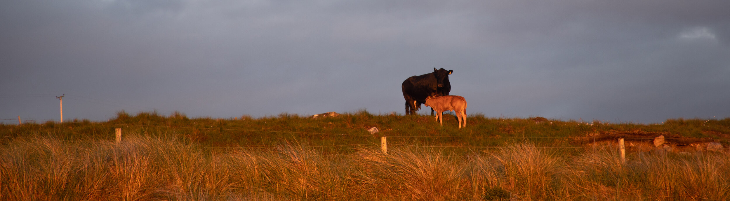 Cows.jpg
