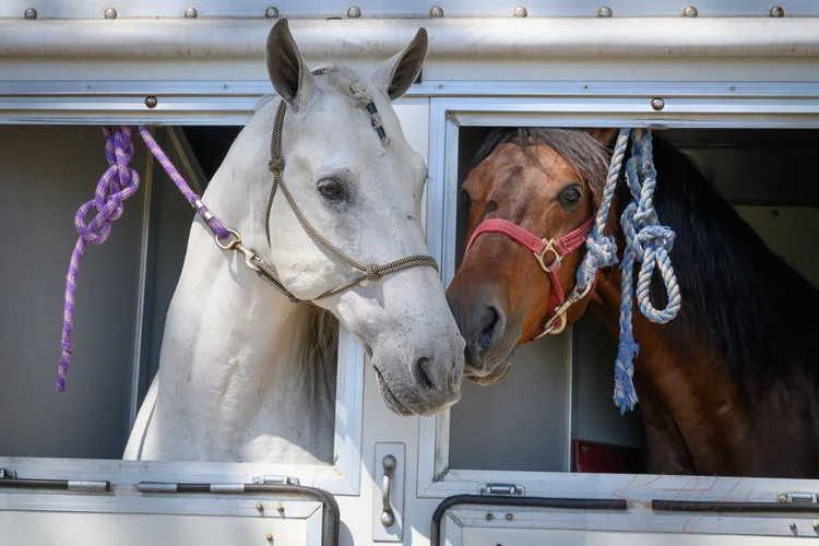 Spring 2023 Charity Polo Classic, photo 17