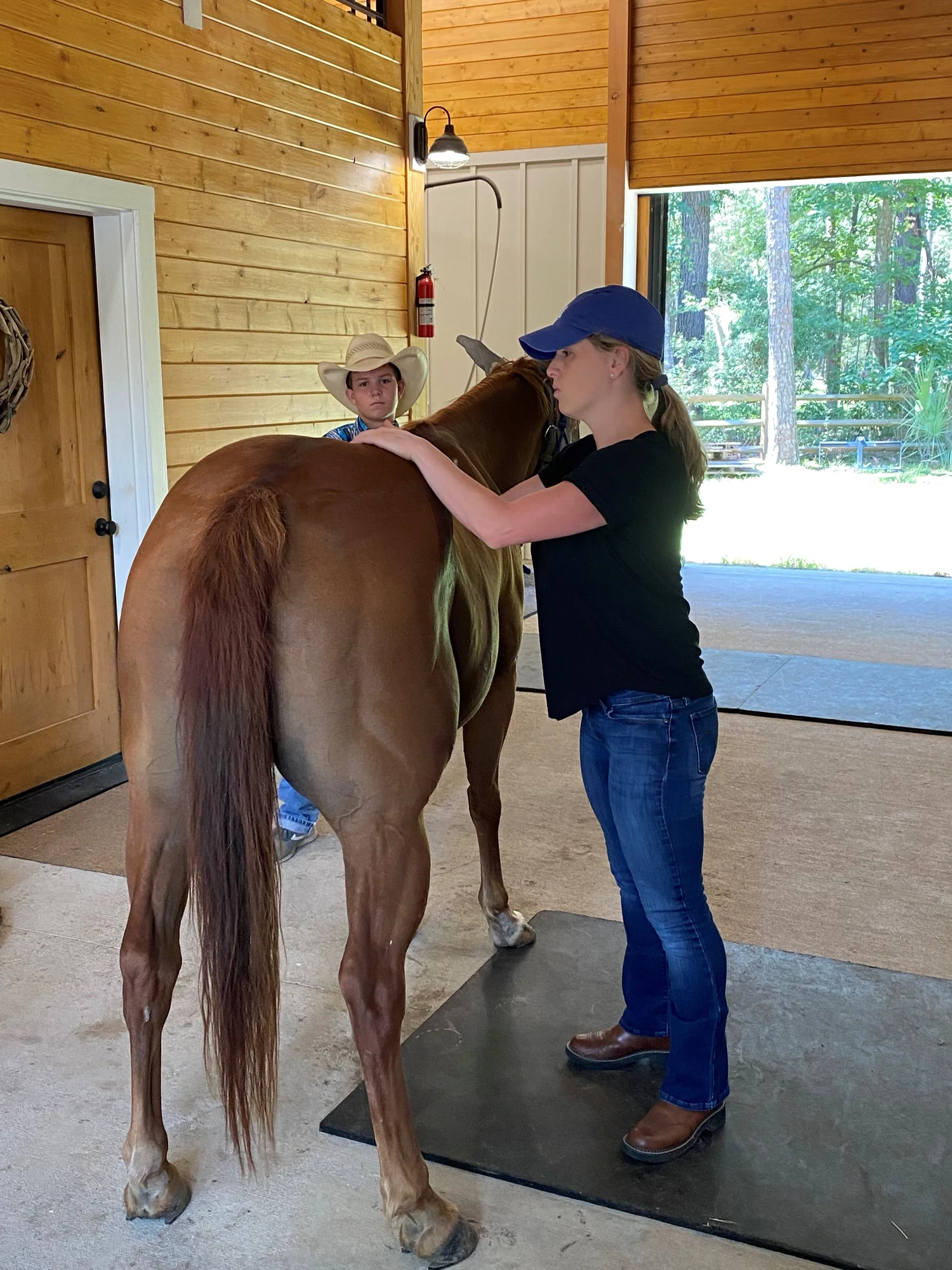 Equine chiropractic session