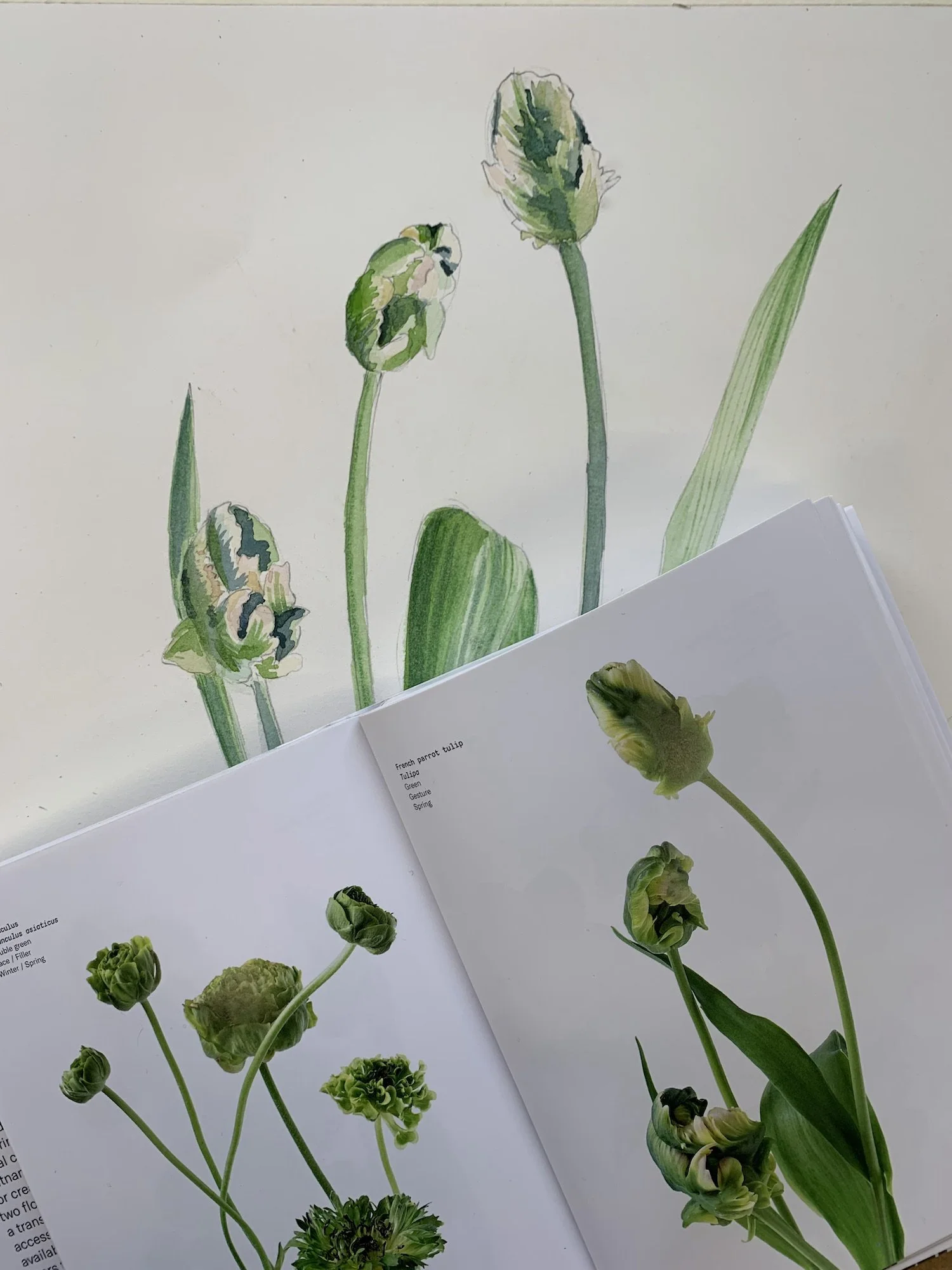 FLOWER COLOUR GUIDE BOOK REVIEW