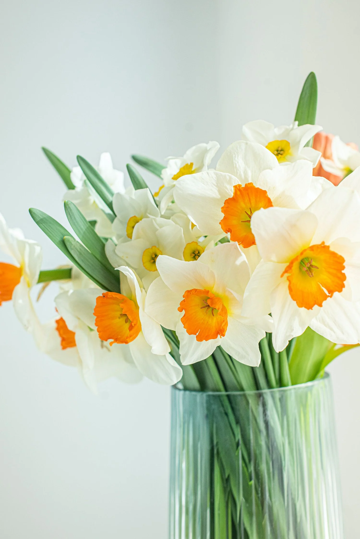 A BEGINNERS GUIDE TO CUT DAFFODILS