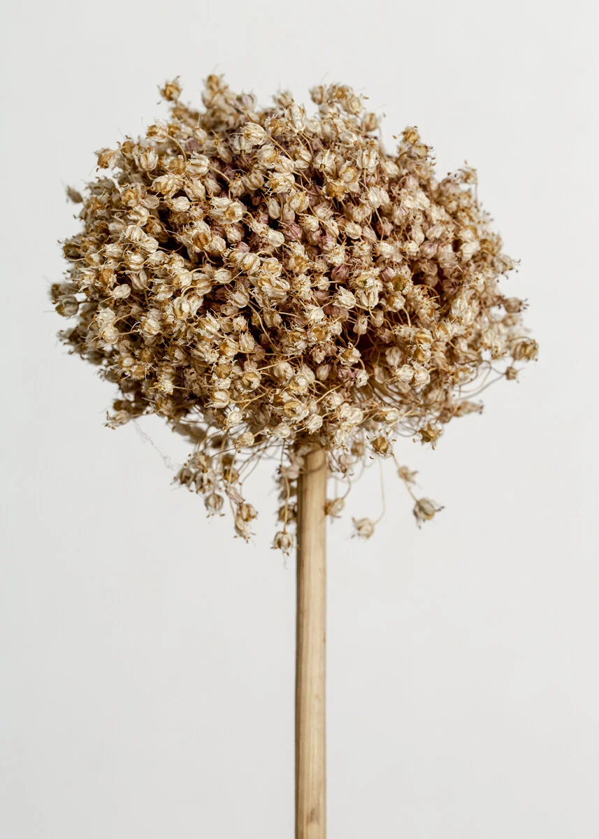 Allium porrum