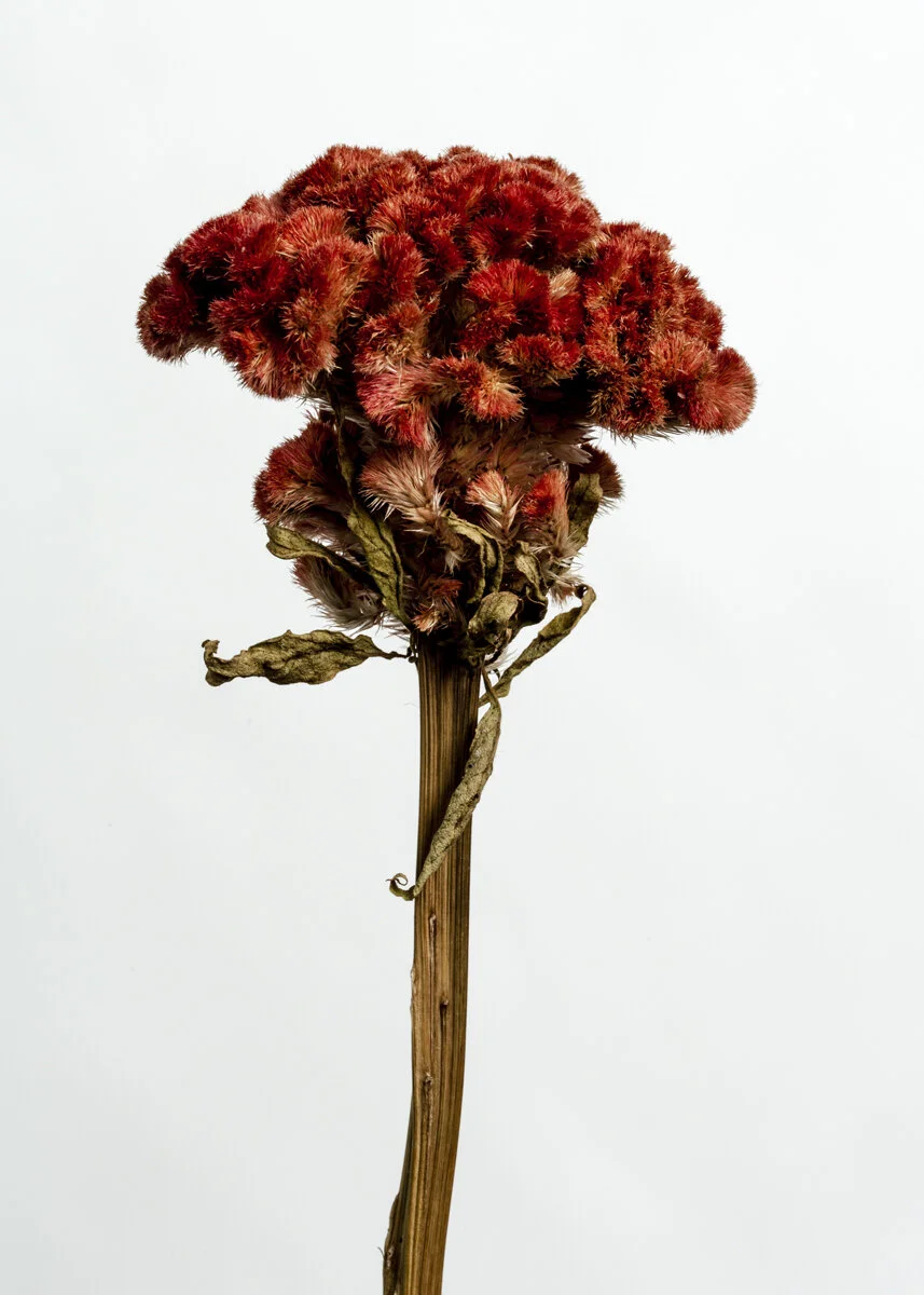 Celosia Argentea