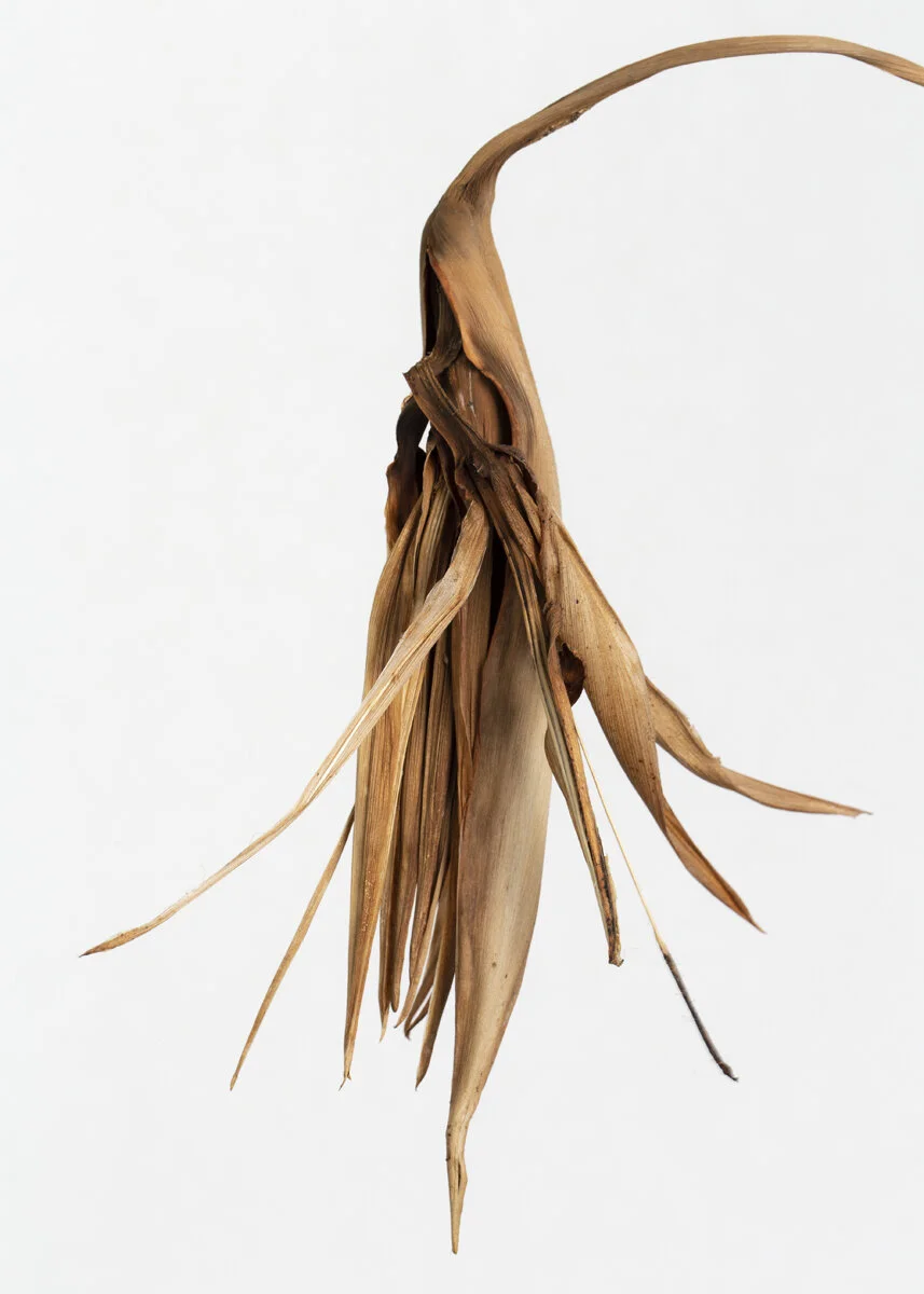Strelitzia