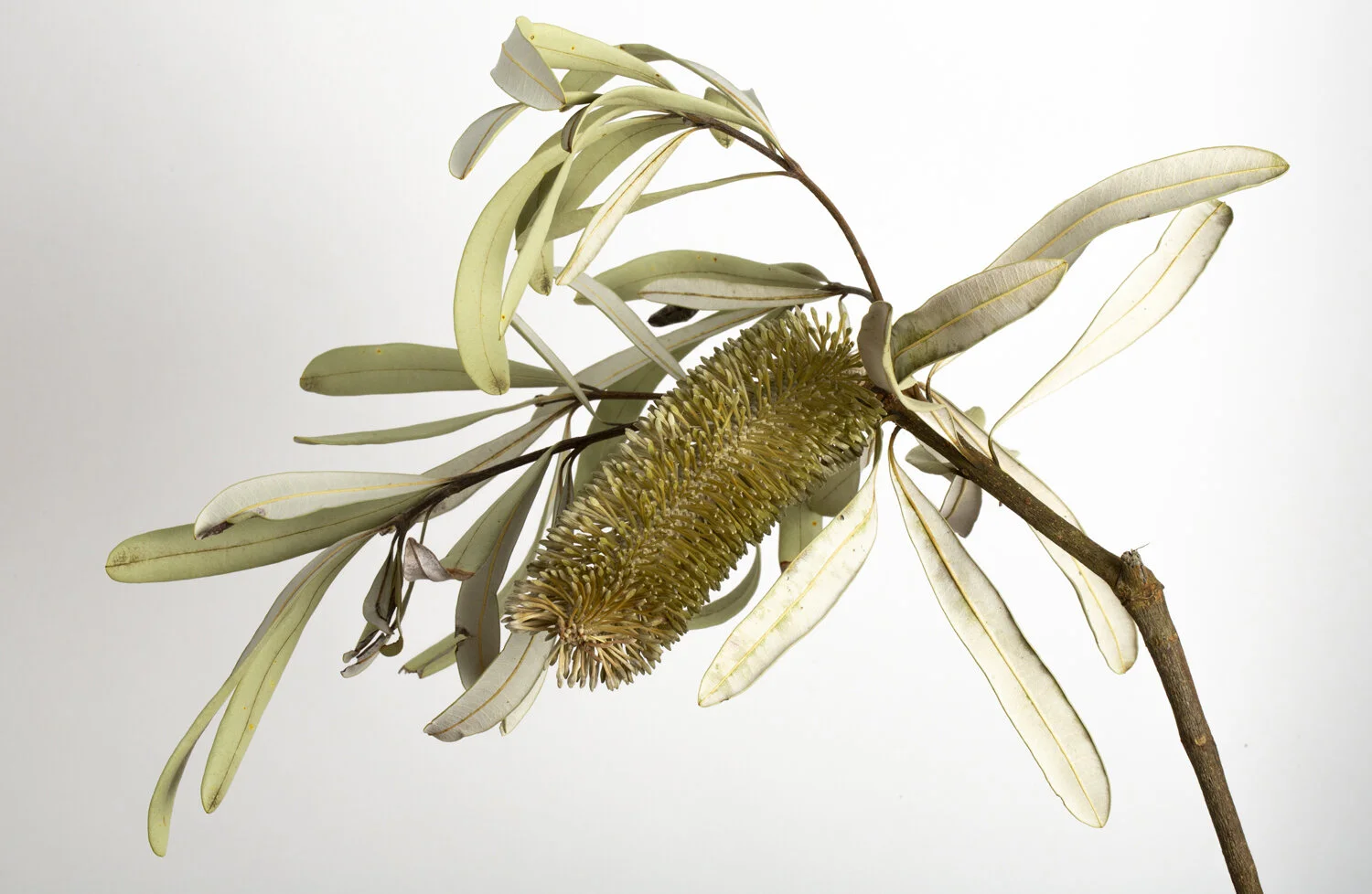 Proteas-Banksia-Integrifolia