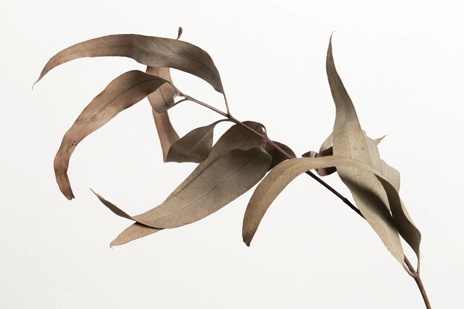 Eucalyptus - Willow