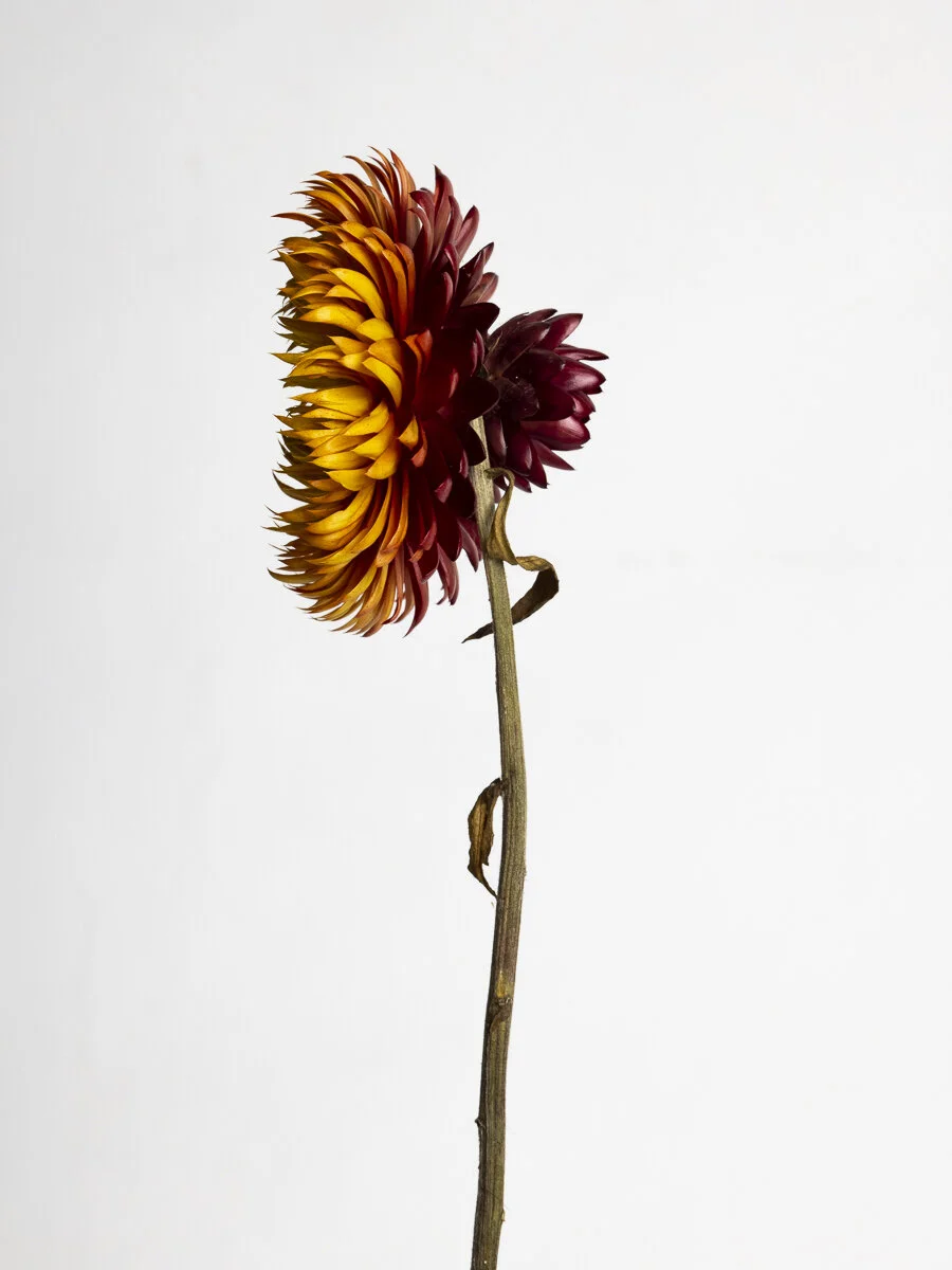 Restore Collection
Strawflower - Got your back 3 of 3