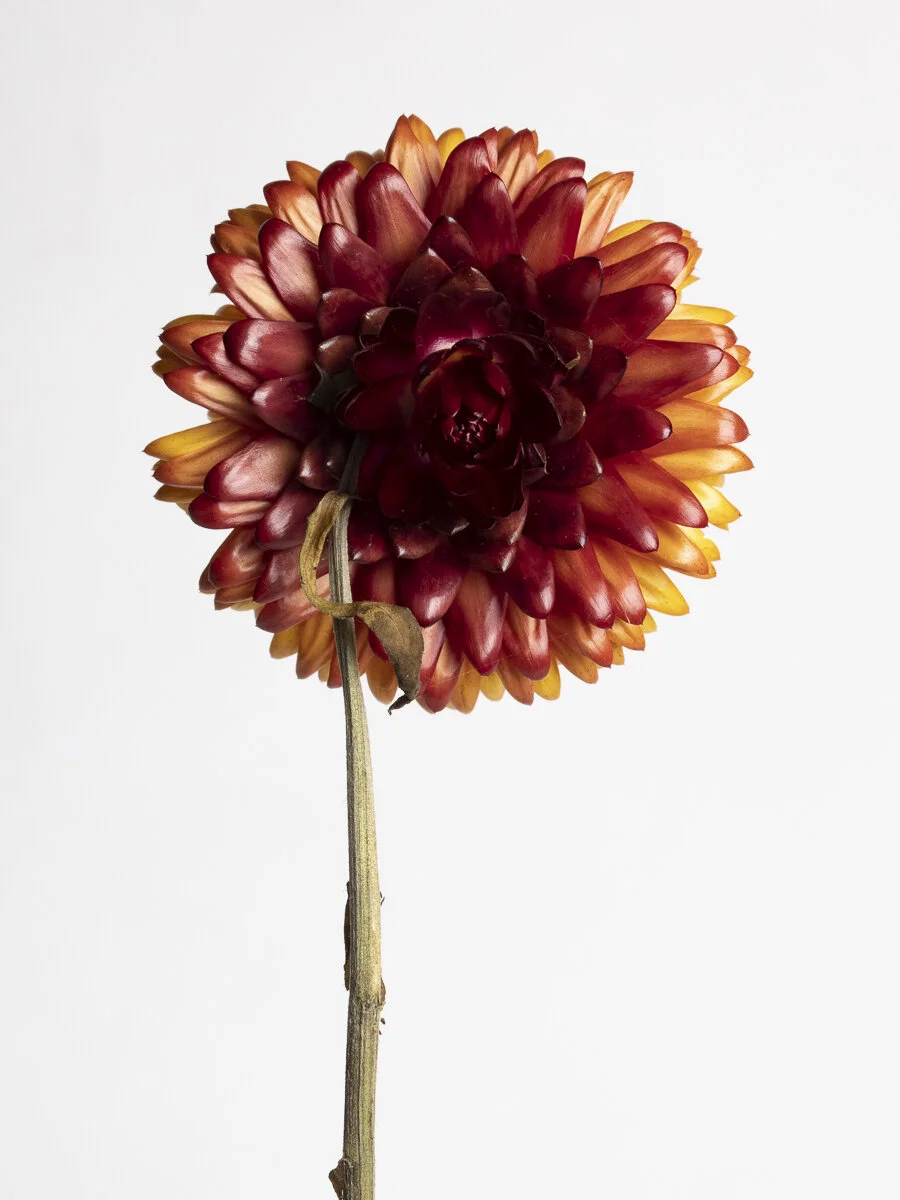 Restore Collection 
Strawflower - You are not alone 2 of 3