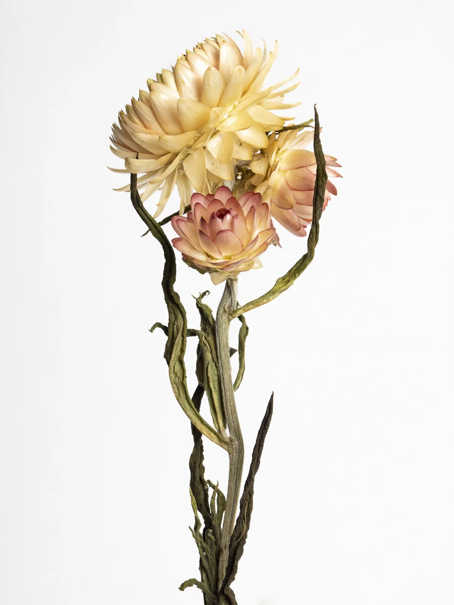 Restore Collection
Strawflowers - Together