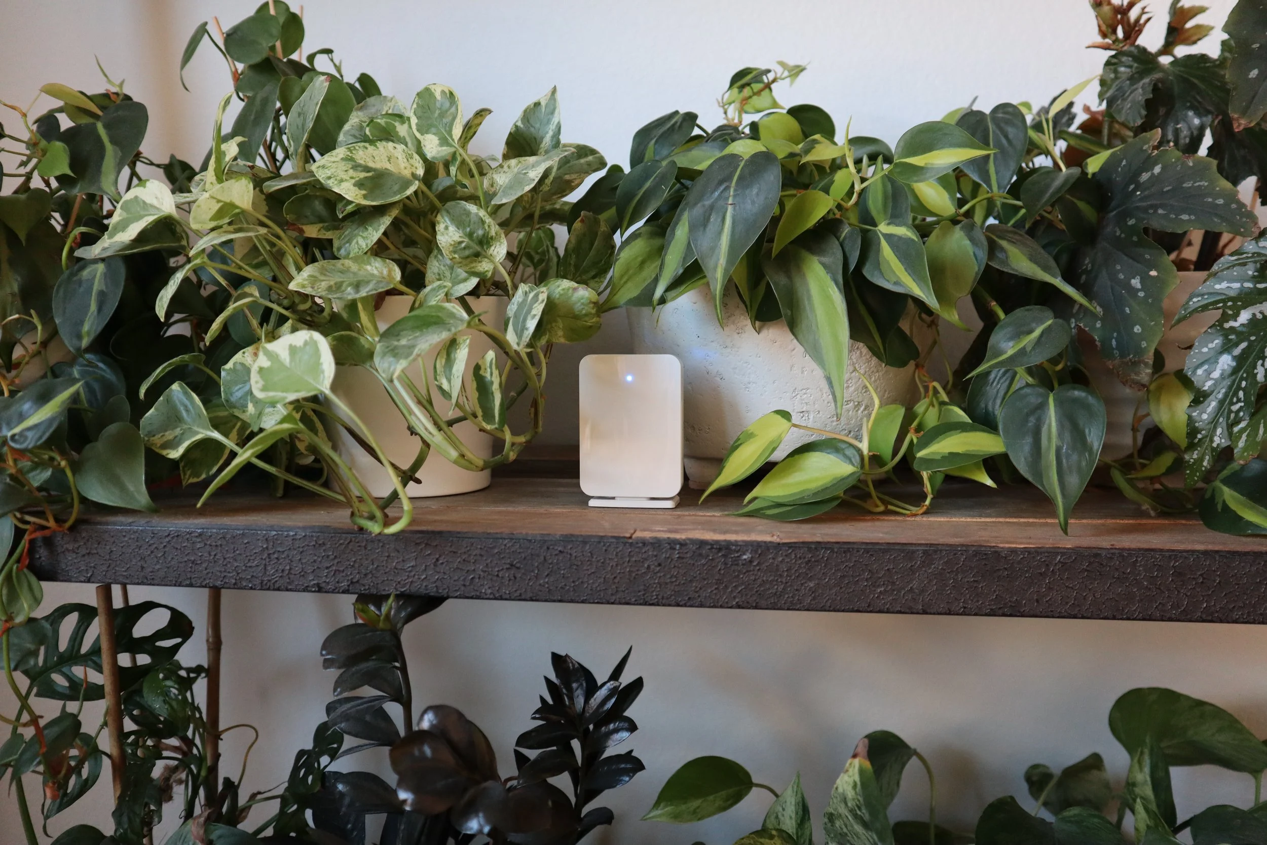 Air Quality Monitor
