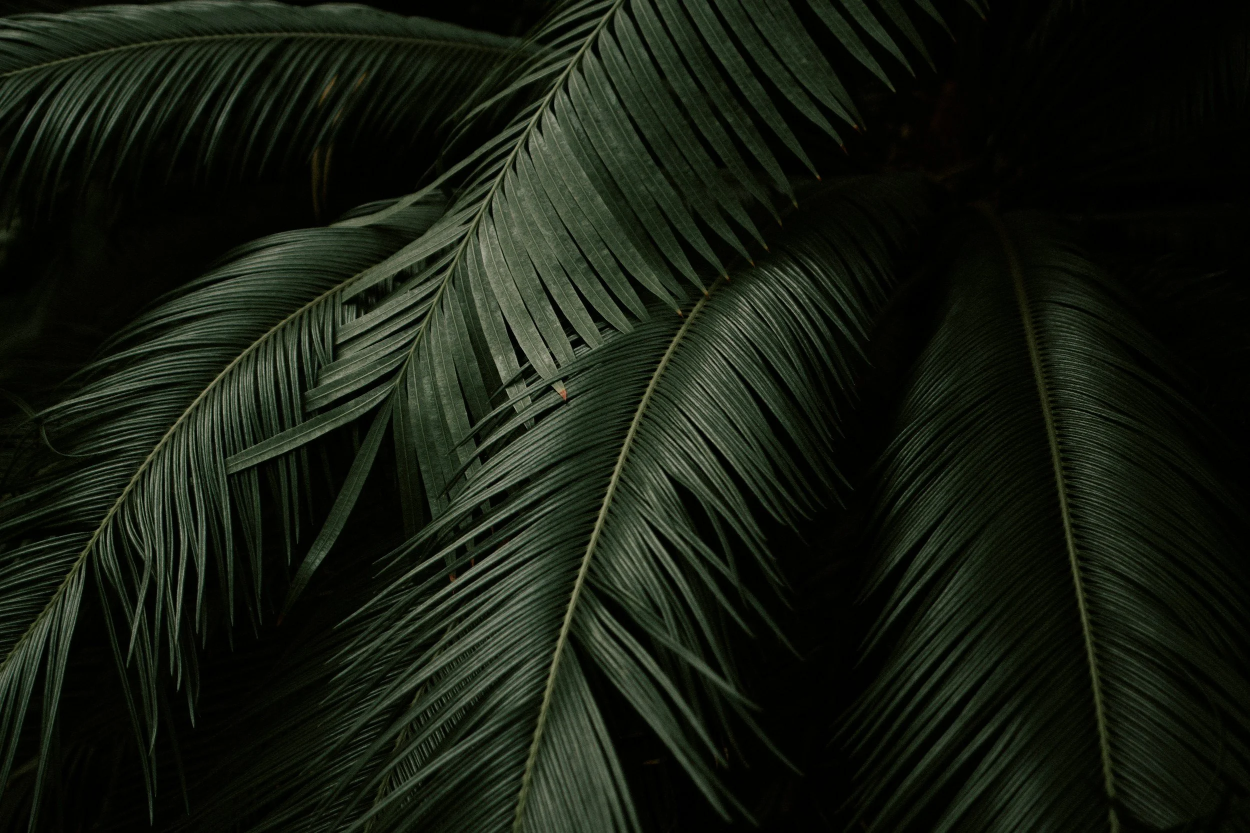 Close-up of dark green tropical palm leaves with a textured surface.