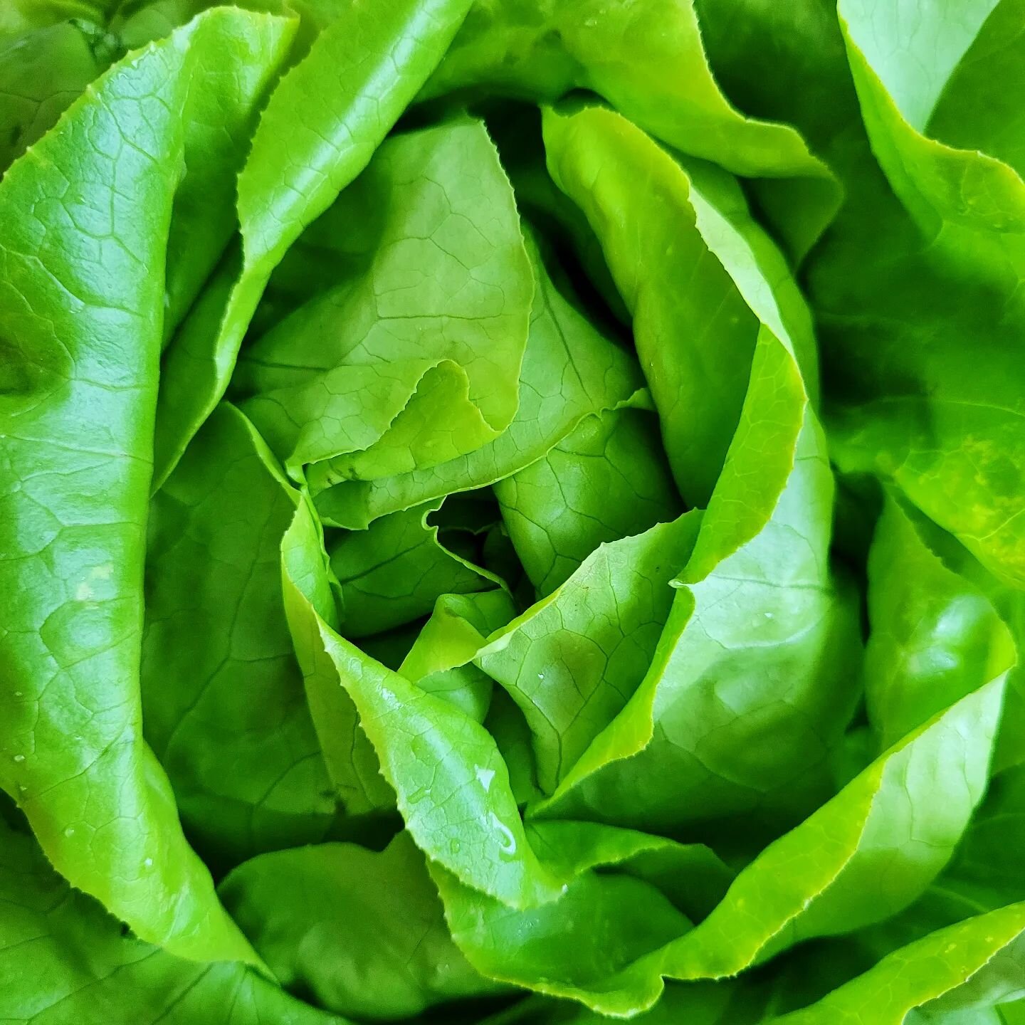 A bit of hope for parents of sensory-sensitive eaters: after 34 years I am now a person who eats salad.

The keys were fresh local greens (nothing slimy or overly bitter, generally spinach and romaine, thanks @franklincountyfarmersmarket), no more th