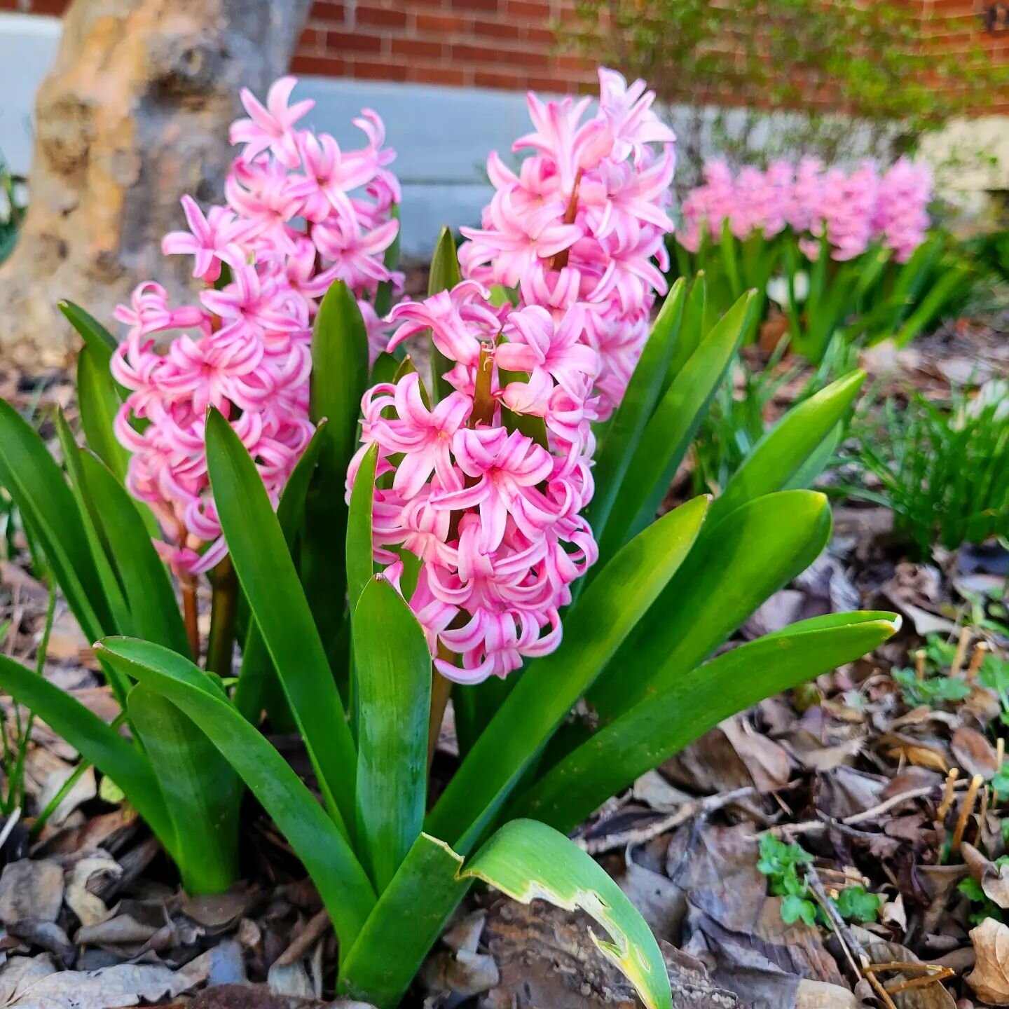 Happy spring equinox! 🌱

May you bloom into this new season as sweetly as these hyacinths smell. 

And if things feel heavy, may you look upon something beautiful today and remember more light is coming.

[Image is a close up of three pink hyacinths