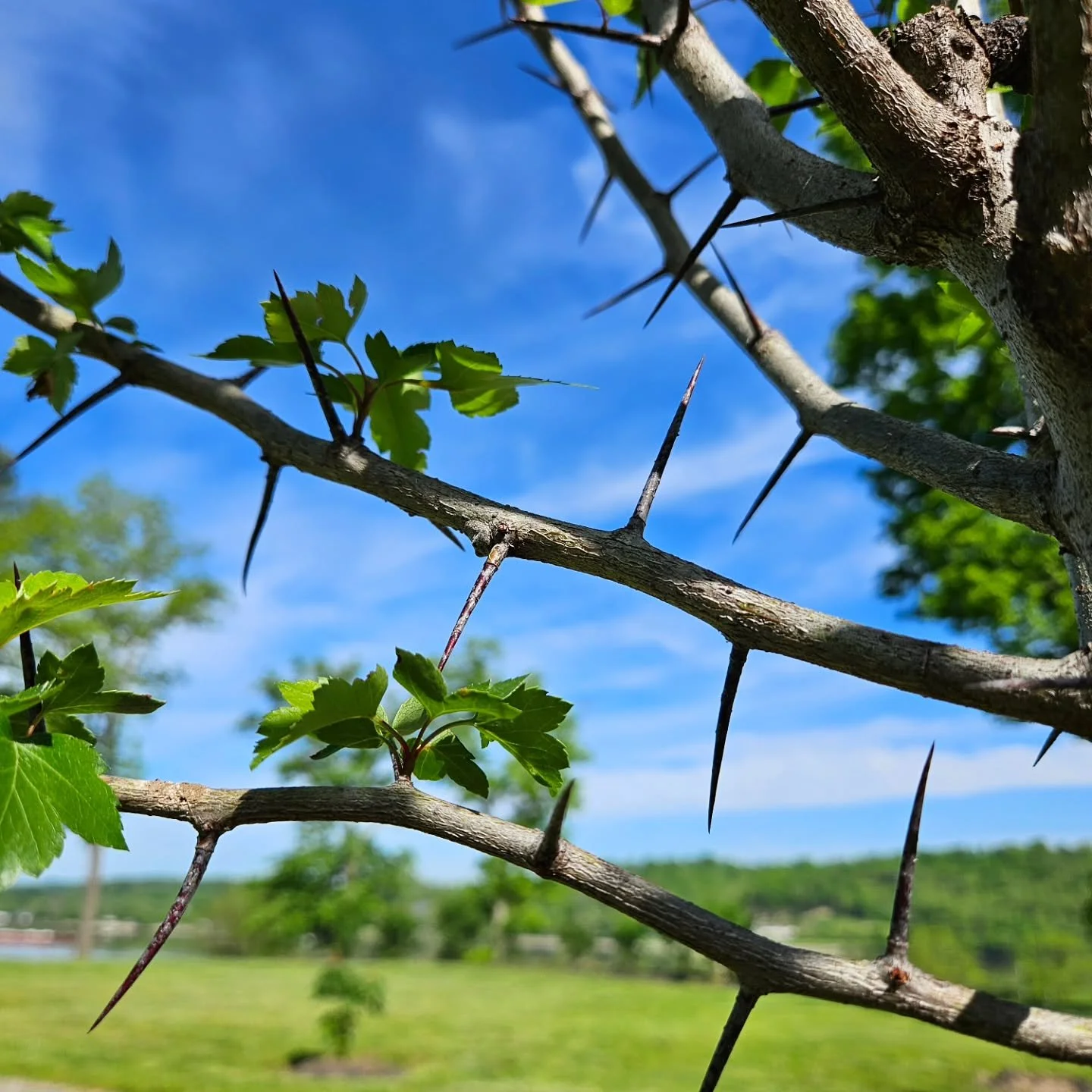I visited the twins today under the hawthorn tree; twice the size it was two years ago. The beautiful heart medicine of the growing leaves in this peaceful place, alongside the sharp thorns, feels just the right combination of love and grief. 

May y