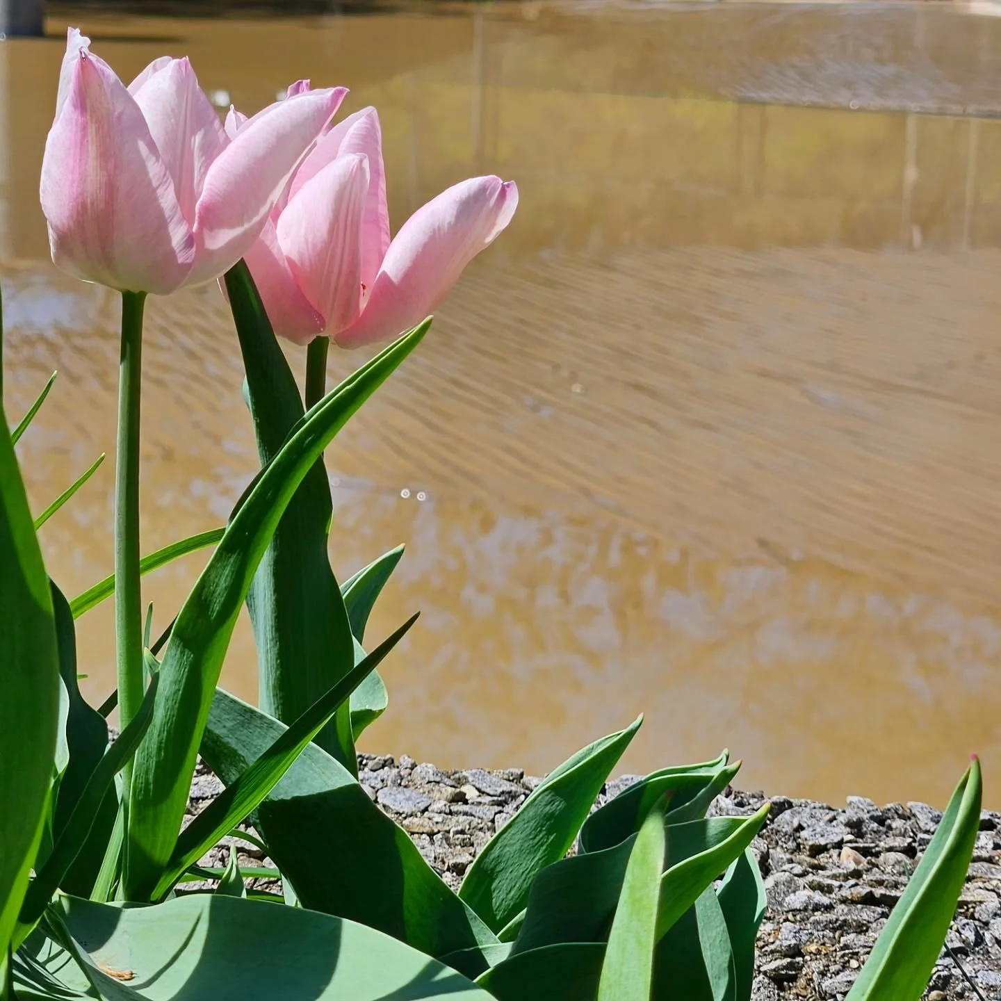 On community as a web

As chaos grows on a national level, more people are&nbsp;talking about and turning towards local community. But what does that mean and look like in practice?

I've found that for many of us, showing up for community has felt i