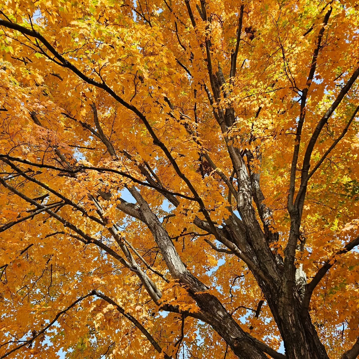 May beauty surround you.

[Image is a close up of tree branches and bright yellow orange leaves.]

#fall #trees #nature