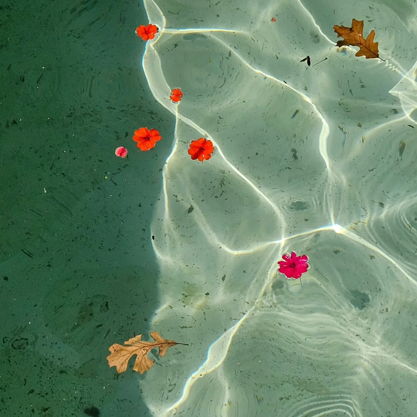 Late summer, unedited. 

[Photo of both brightly colored flowers and dried leaves floating in green water with waves of light.]