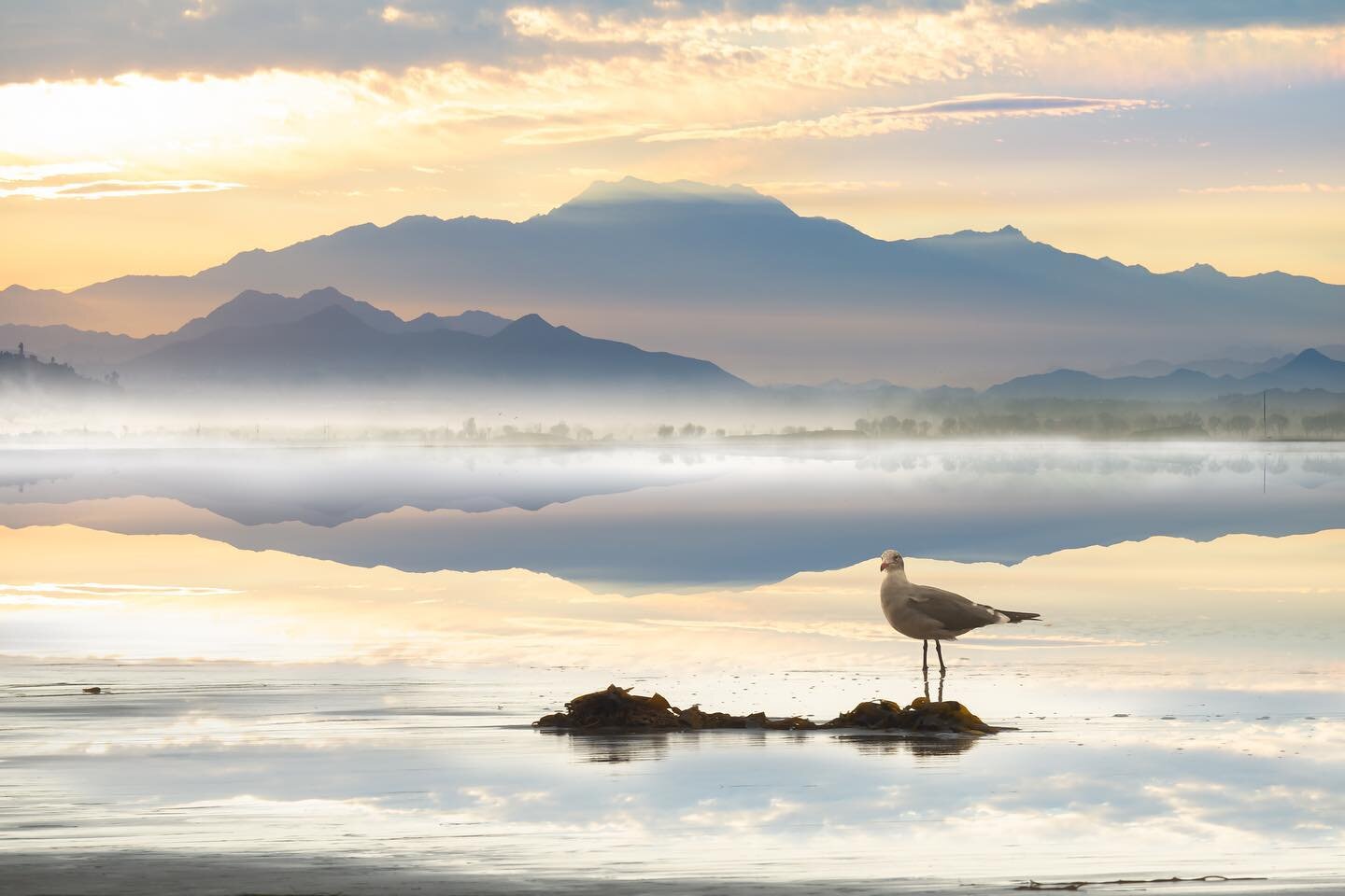 Jacinto

#photooftheday #seagull #gull #birds #reflection #sunrise_sunset_photogroup #sunrise #calm #peace #peaceful #mountains #mountain #mist #fog #shore #instagood