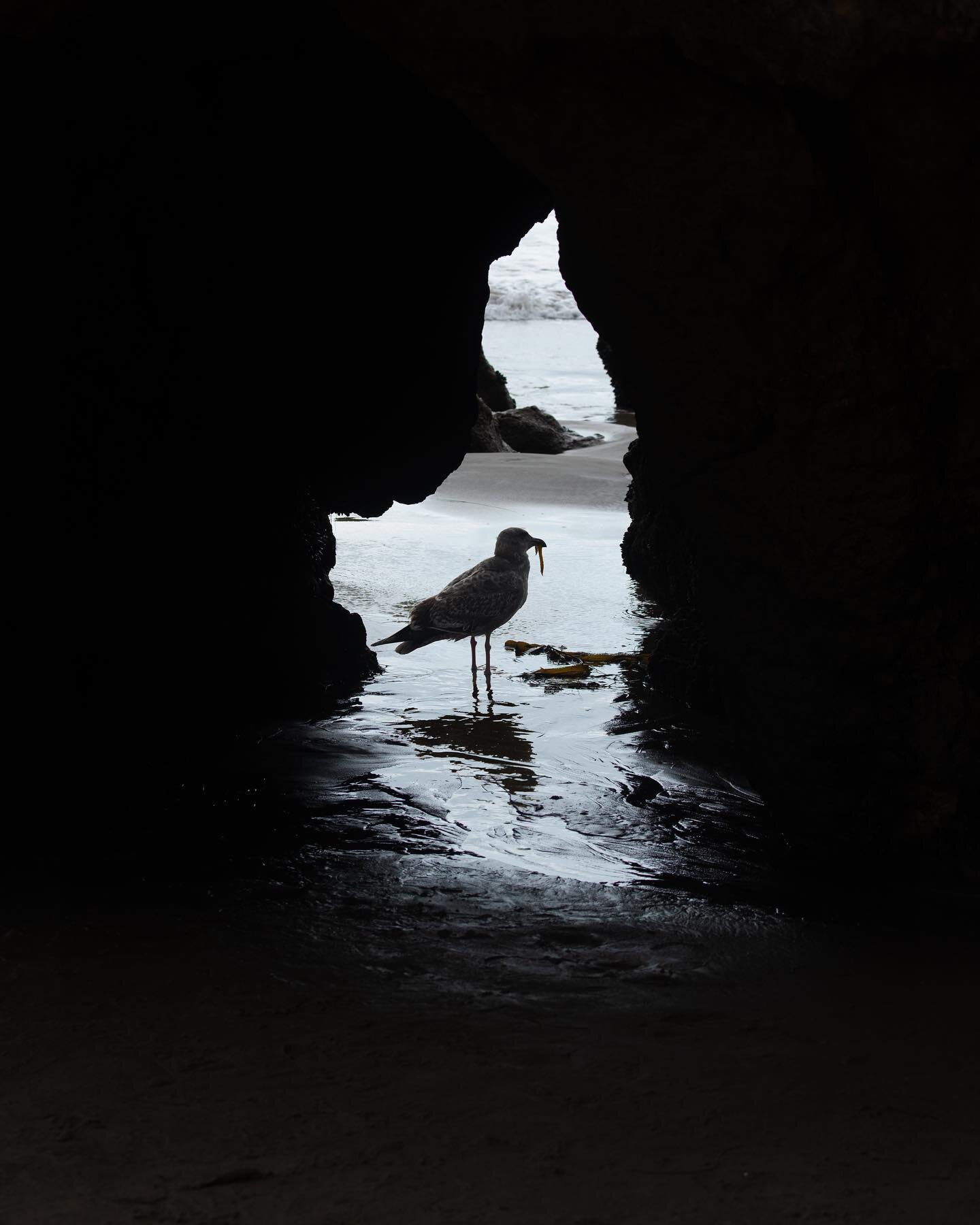 Between Tides

#birds #seashore #sea #beach #beachlife #beachvibes #shorebirds #nature #naturephotography #instagood #beauty #photooftheday #photography #cali #california