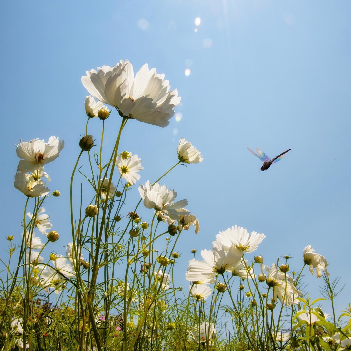 Spring is in the Air

#spring #flowers #dragonfly #landscapephotography #landscape #nature #naturephotography #instagood #poppy #happy #joy #beautiful