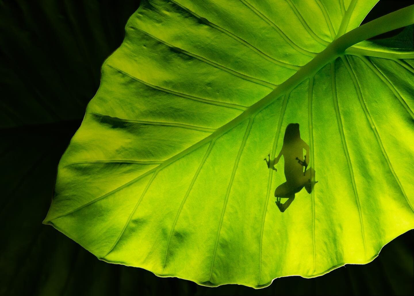 Poison Dart Frog on leaf

#nature #frogs #amphibians #amphiniansofinstgram #frogsofinstagram #dendrobates #environment #jungle #animal #naturephotography #ınstagood #beautiful #elephantear #plants