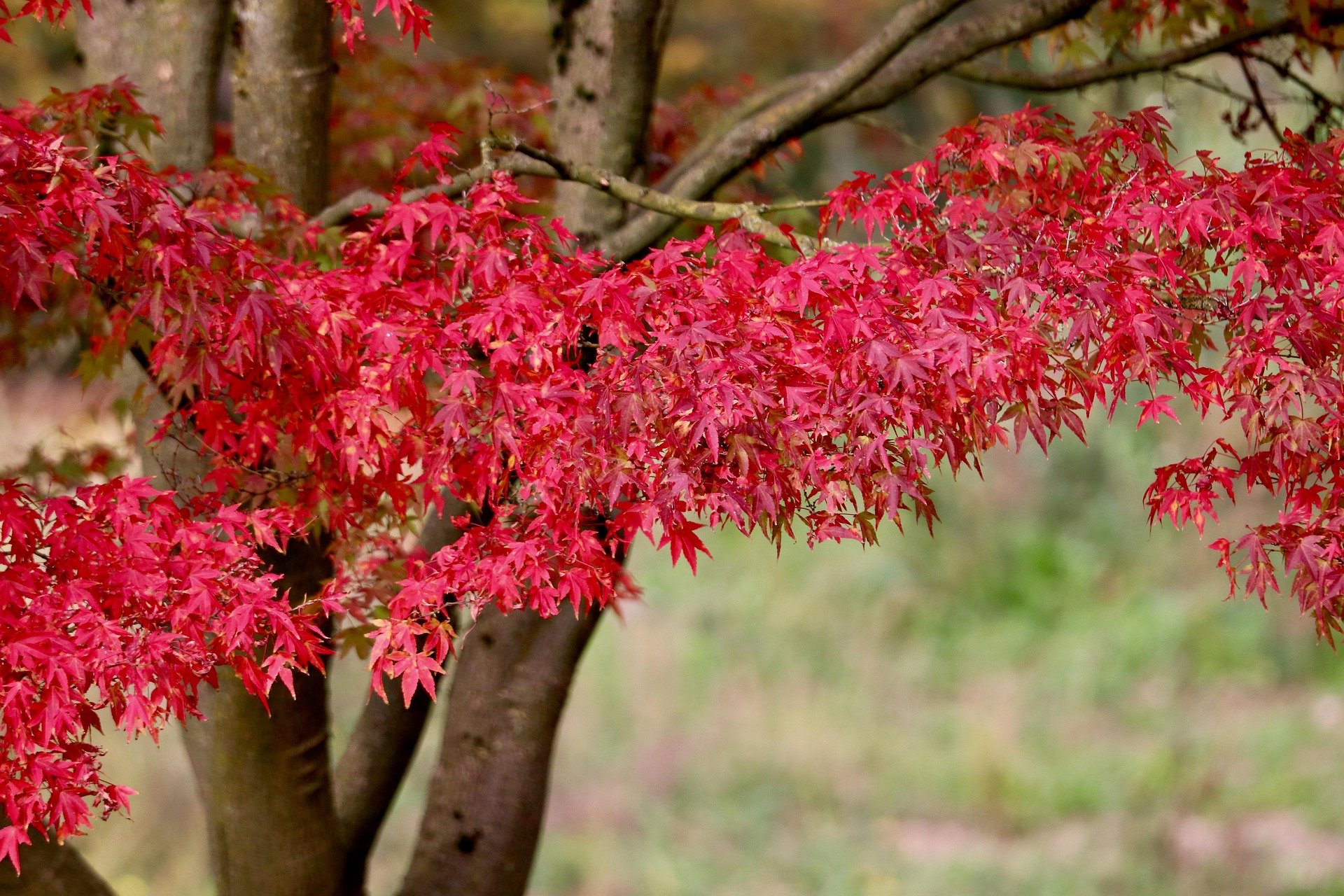 The bright red bough of a red maple tree in autumn
