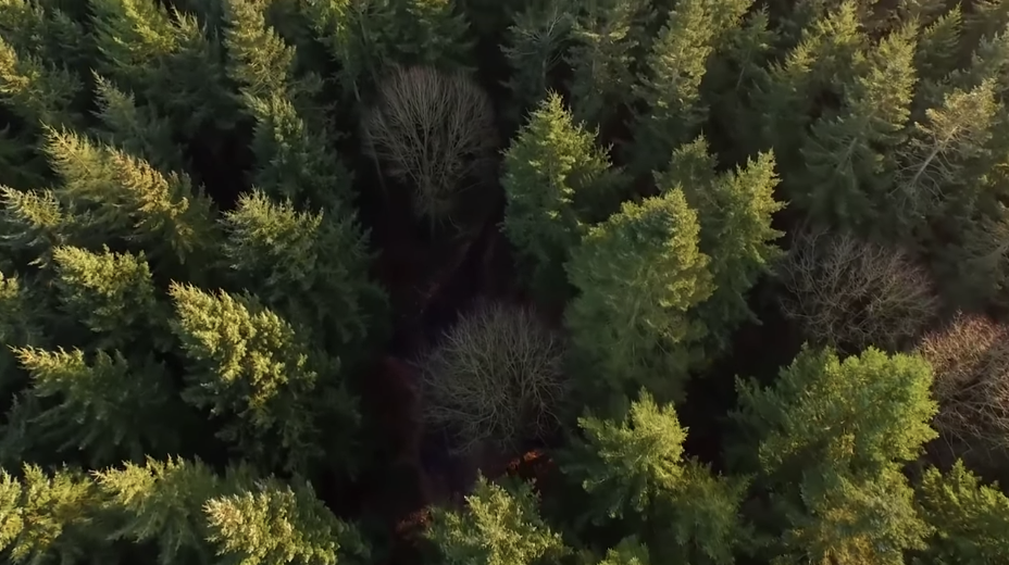 Sequoia Trees-Video Placeholder.png