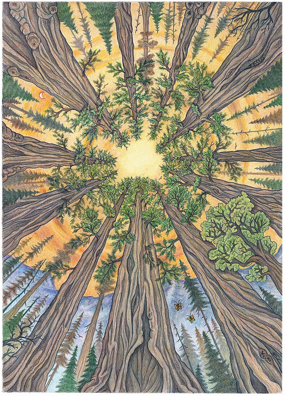 Looking up.jpg