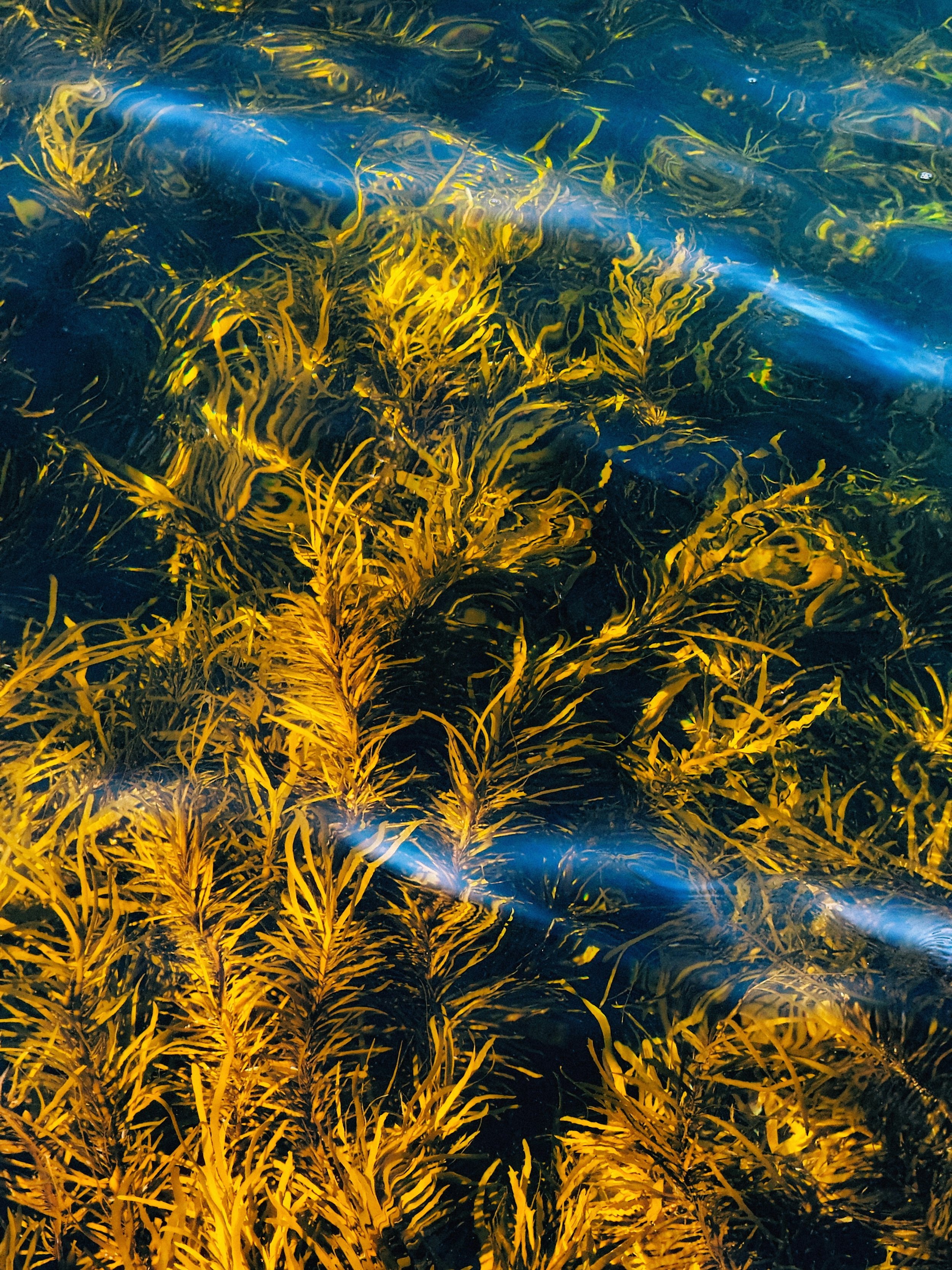 Lively All Natural Body Care