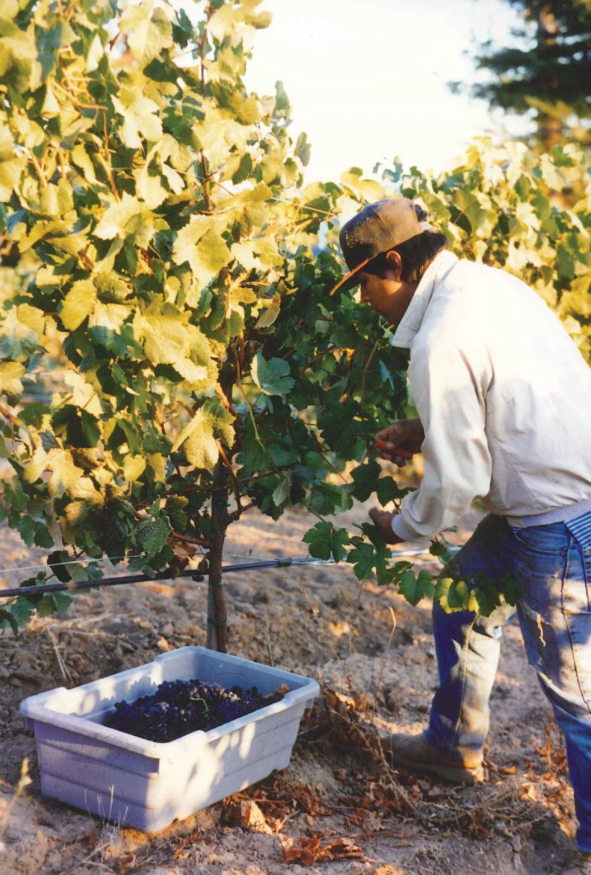 Picking Pinot Noir clusters at Hirsch Vineyard in the 1990s
