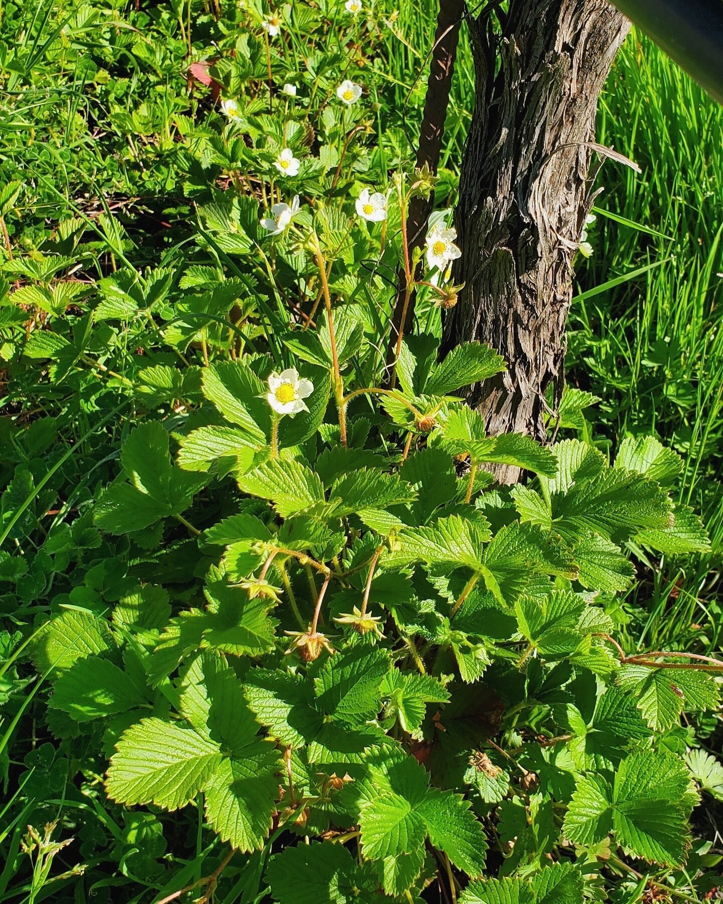 One of our favorite indicators of biological and environmental health in a vineyard is the presence of wild strawberries. Wild strawberries are very sensitive to environmental disturbance, herbicides and pesticides. This section of The Haven Vineyard