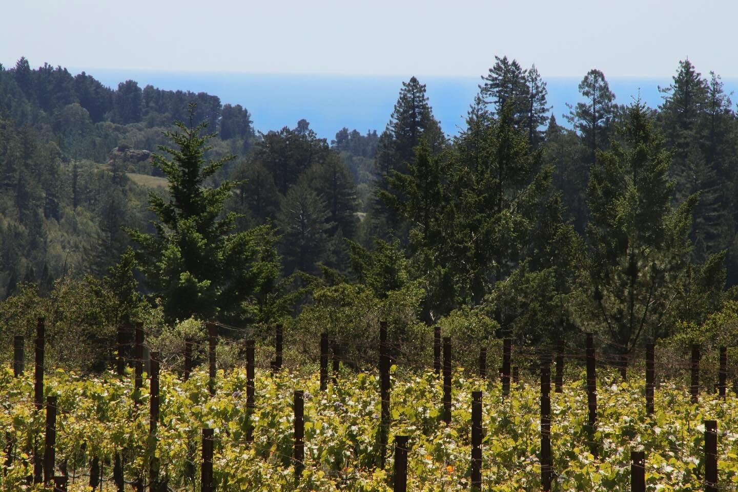Yesterday&rsquo;s visit to our vineyards provided a rare beautiful sight of the Pacific Ocean which is usually veiled by fog and haze. Which vineyard view do you prefer?
#westsonomacoastvintners #westsonomacoast