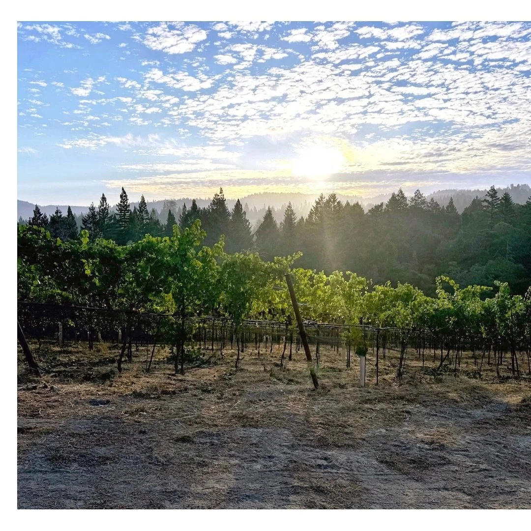 We are well on our way to the start of harvest. Ted has been checking on our vineyards every week and predicts the first pick could be around September 5th.

1. Sunrise at Richardson Ranch, north of Hirsch Vineyard
2. Pinot Noir vines stretching towa