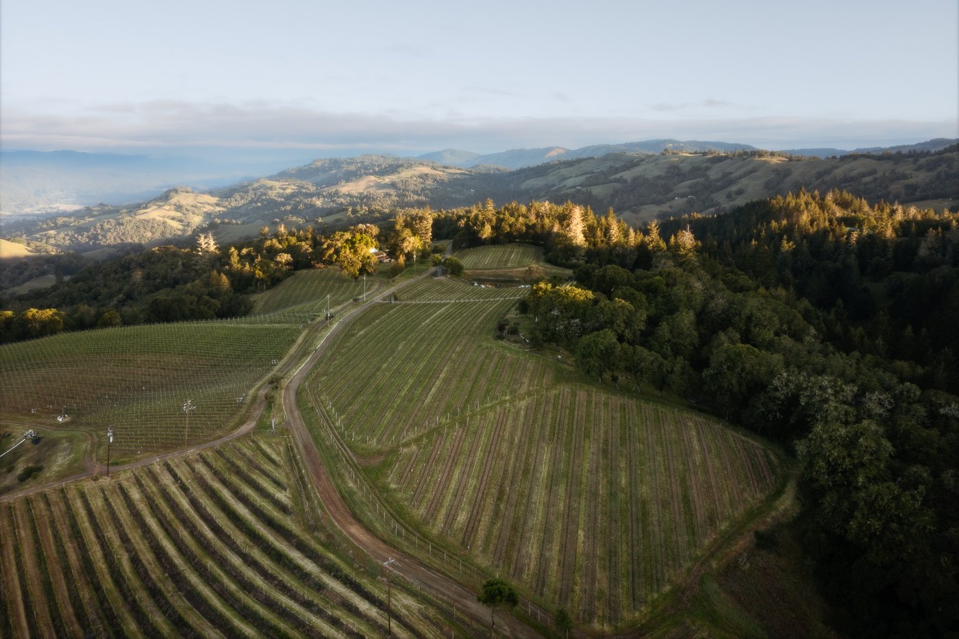 Aerial view of hilly tree-lined landscape with vineyard rows lining green parcels of land.