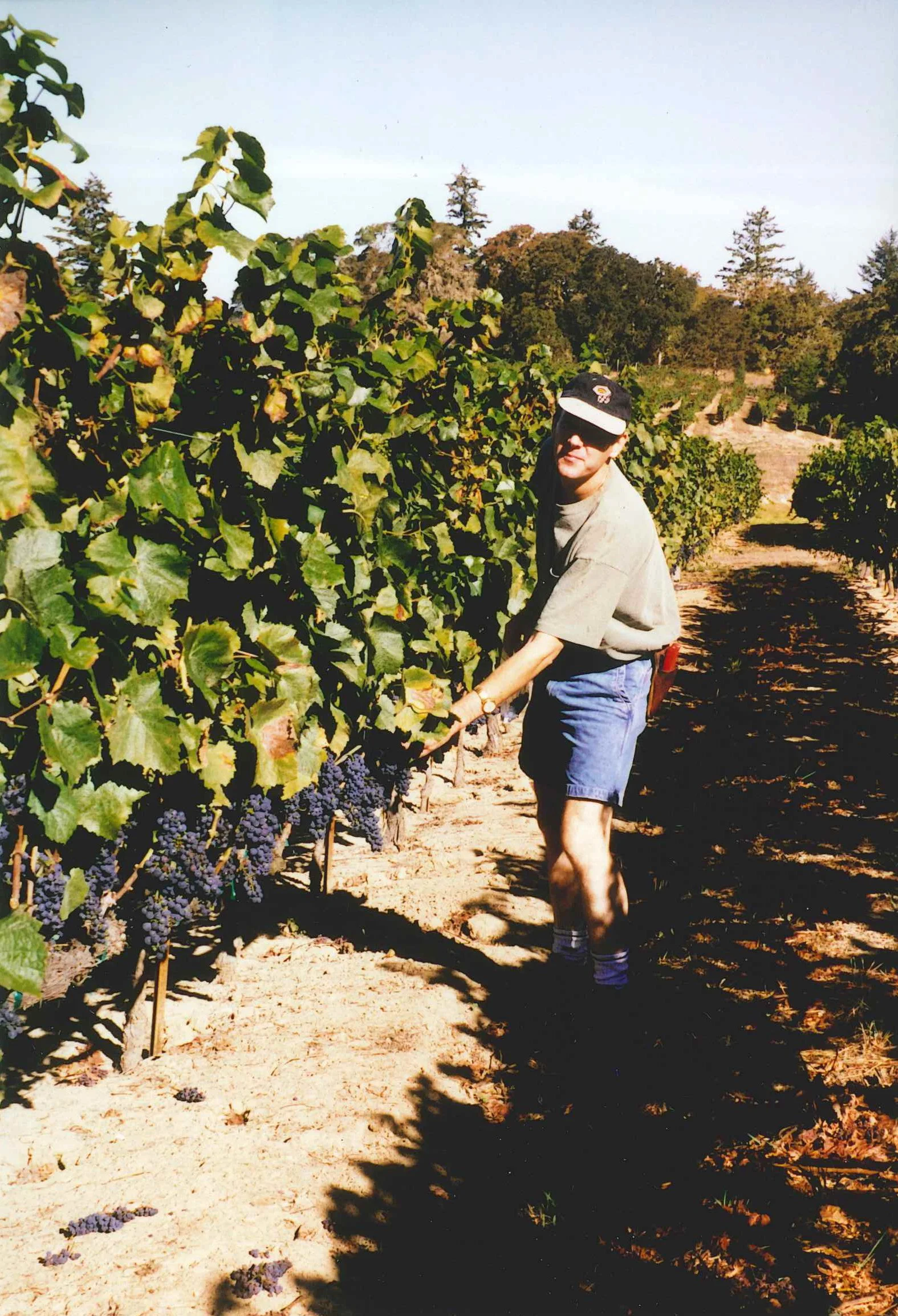 Checking on Pinot Noir during the 1994 vintage