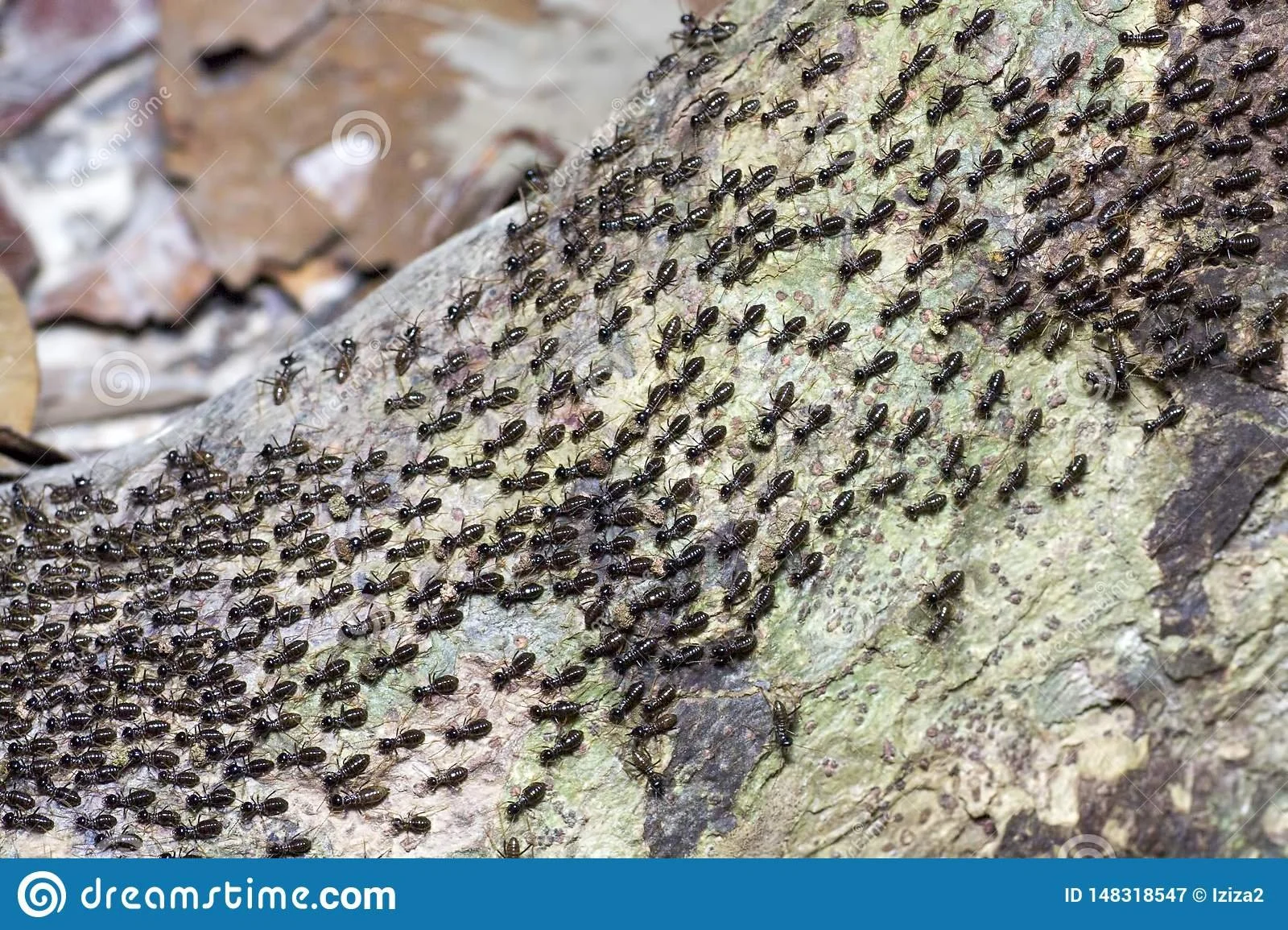 great-migration-ants-colony-moves-forest-floor-entomologists-have-known-decades-ant-colonies-frequently-move-148318547.jpeg