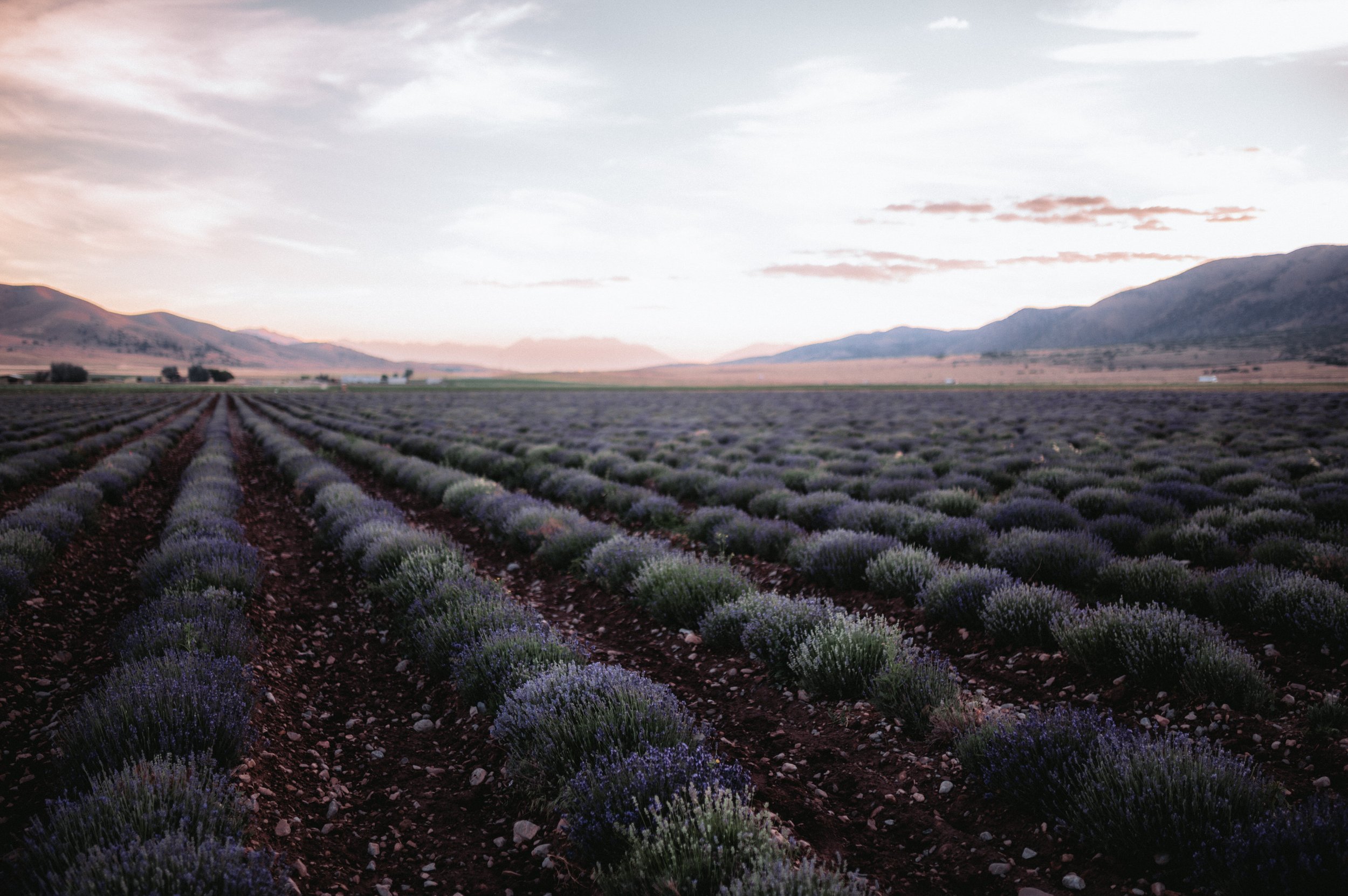 Engagement+Shoot+Lavender+Fields+Young+Living+Utah (2 of 146).jpg