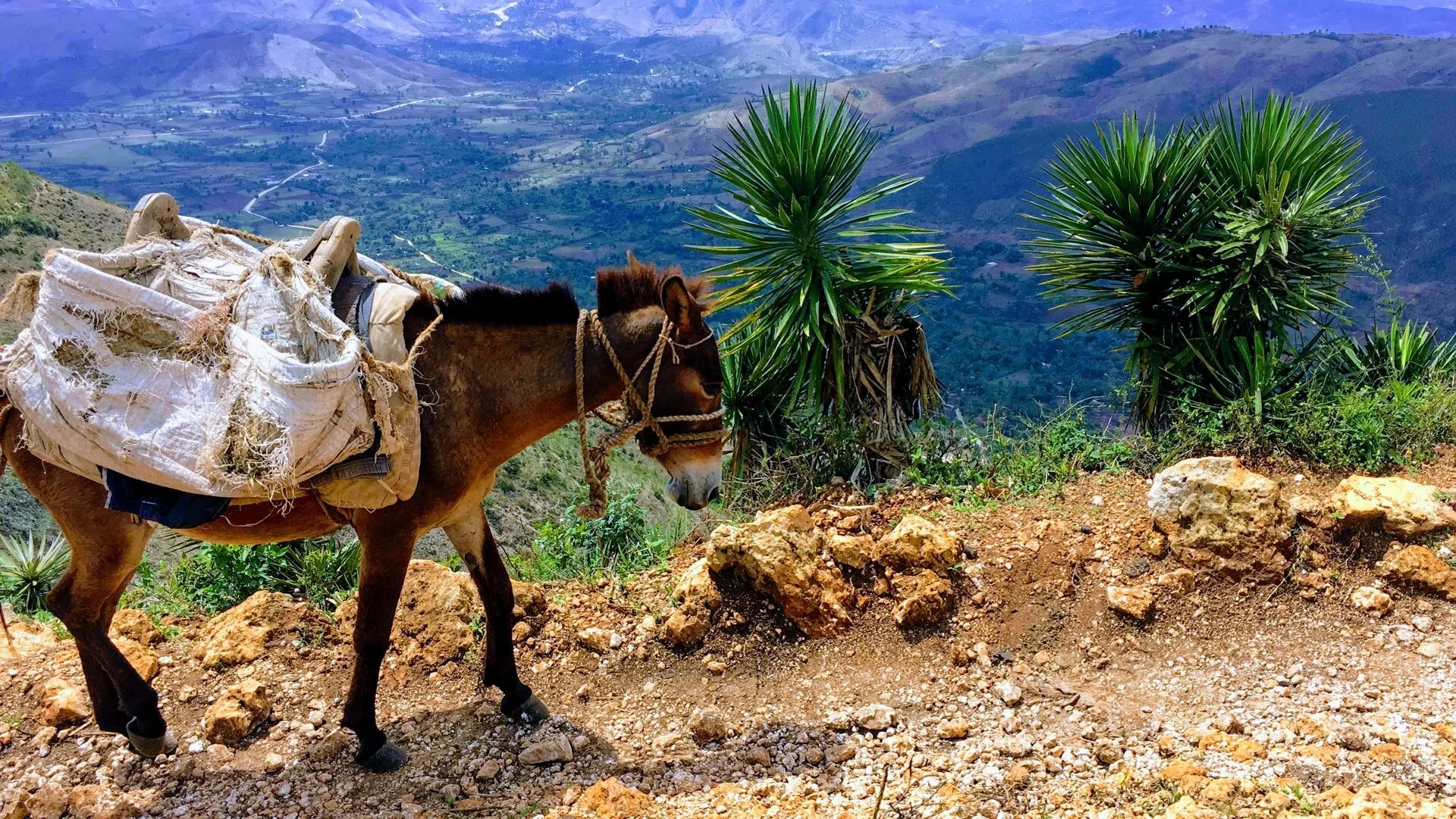 Working Donkey ⛰️.
The donkey carrying goods in this image is a common sight in Haiti, particularly in rural and mountainous areas. Due to the challenging terrain and limited road access, donkeys, or bourik, are essential for transporting goods like