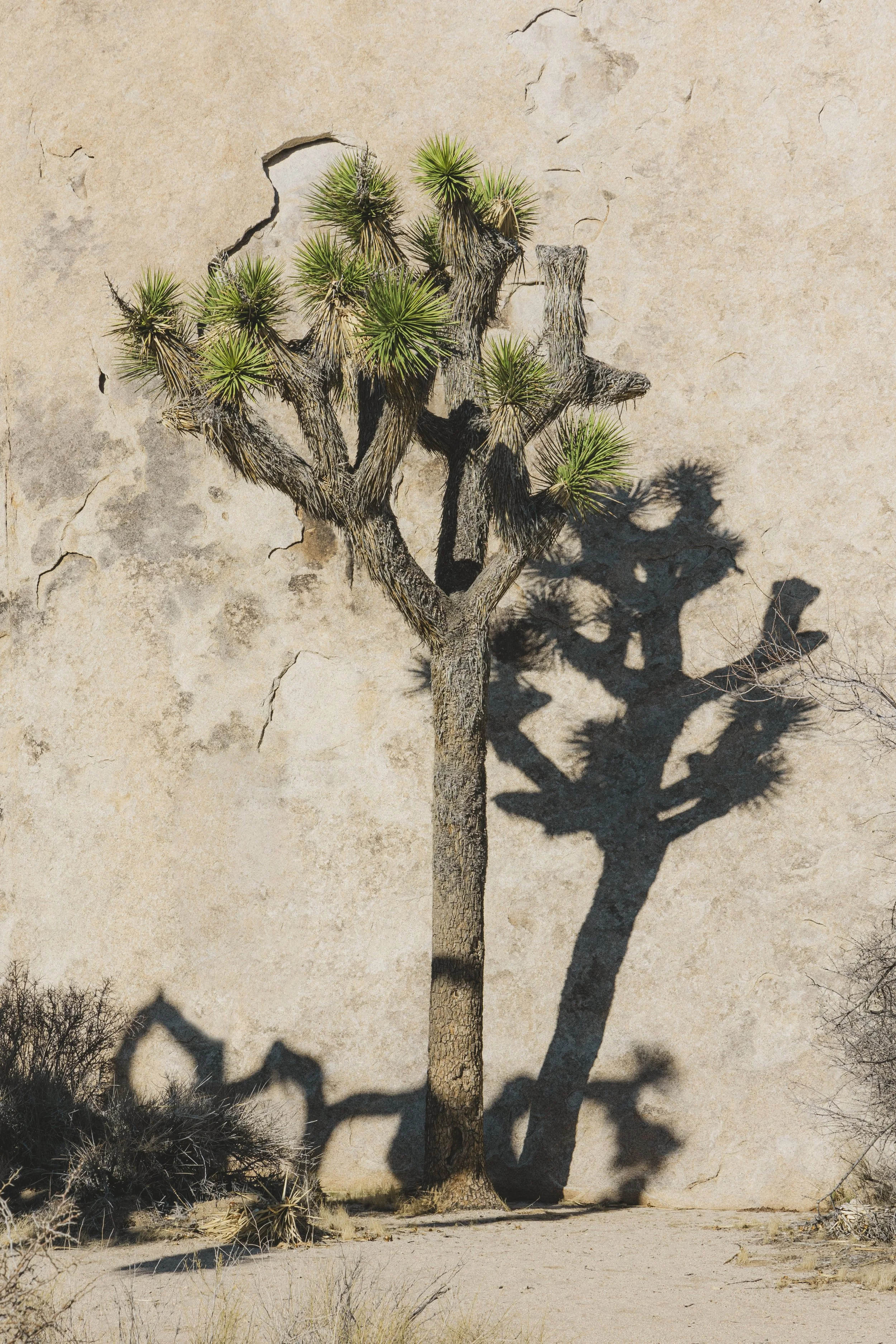 A desert scene with a Joshua tree casting a shadow on a textured, sandy wall.